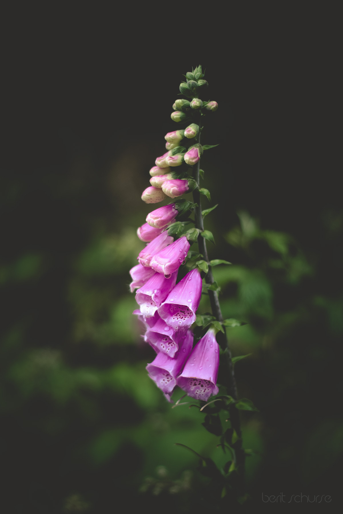 Canon EOS 60D + Canon EF 50mm f/1.8 sample photo. Digitalis purpurea photography