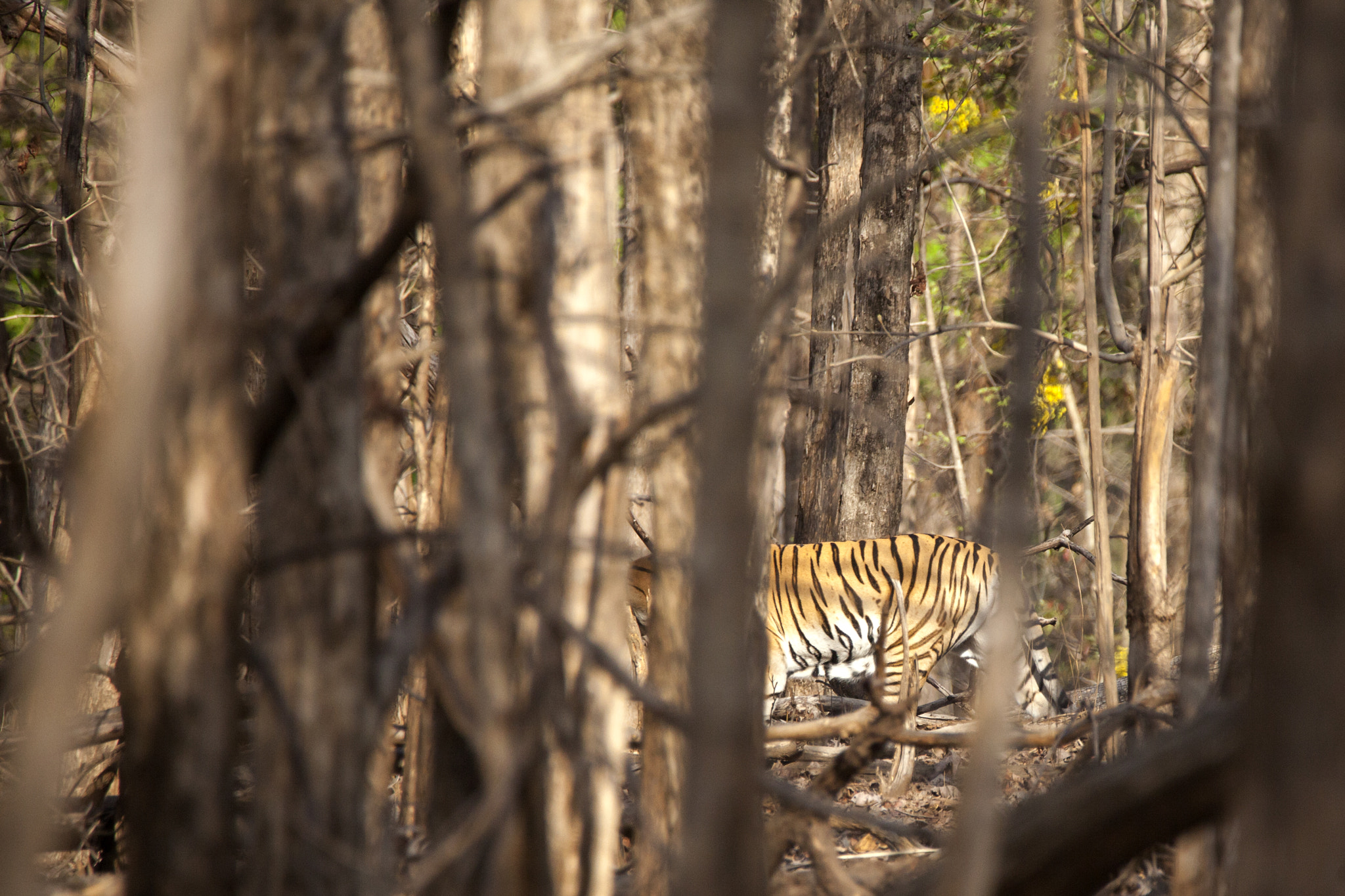 Tamron SP 150-600mm F5-6.3 Di VC USD sample photo. Pench national park , india photography