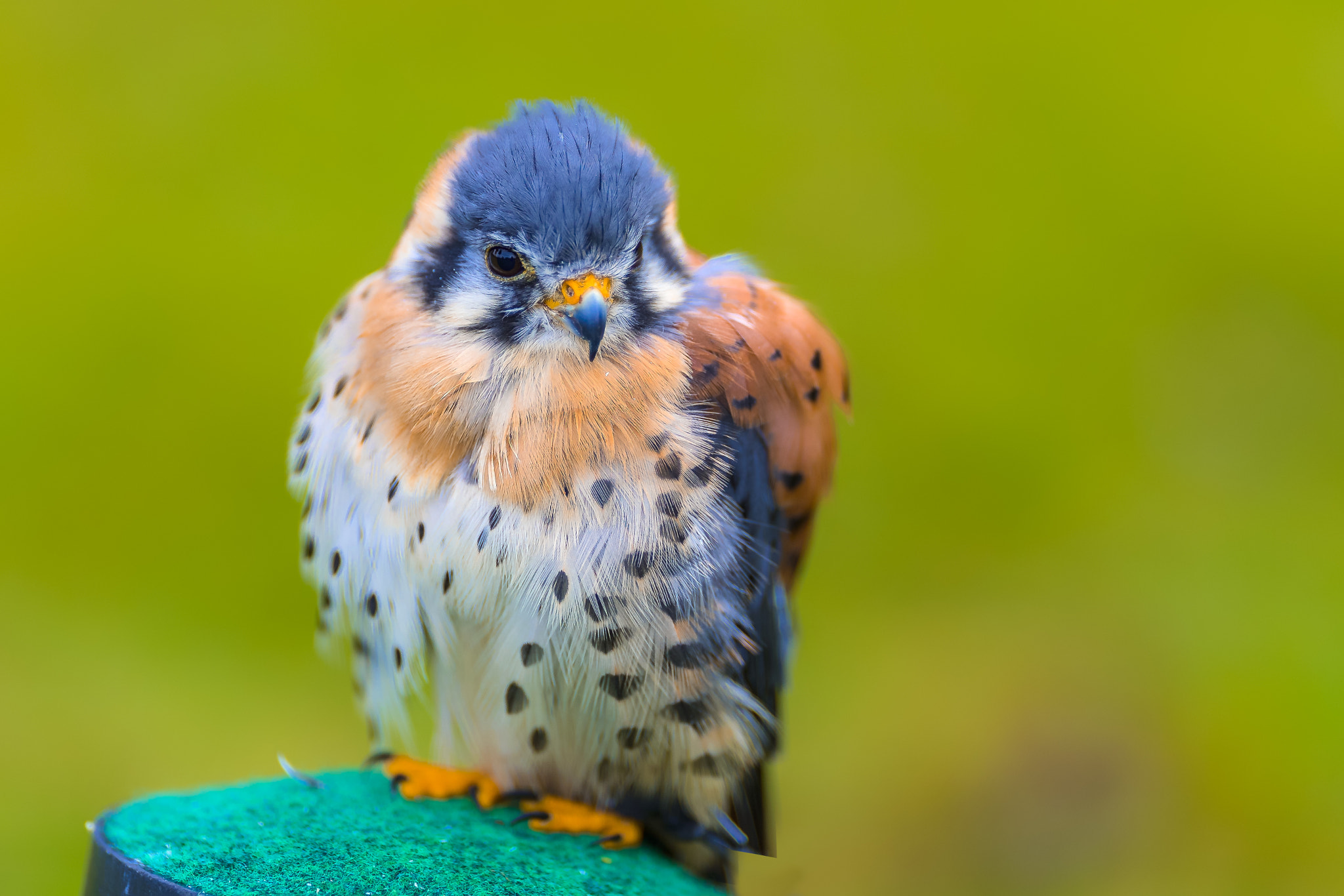 Canon EF 200mm F2L IS USM sample photo. Falcon..... photography