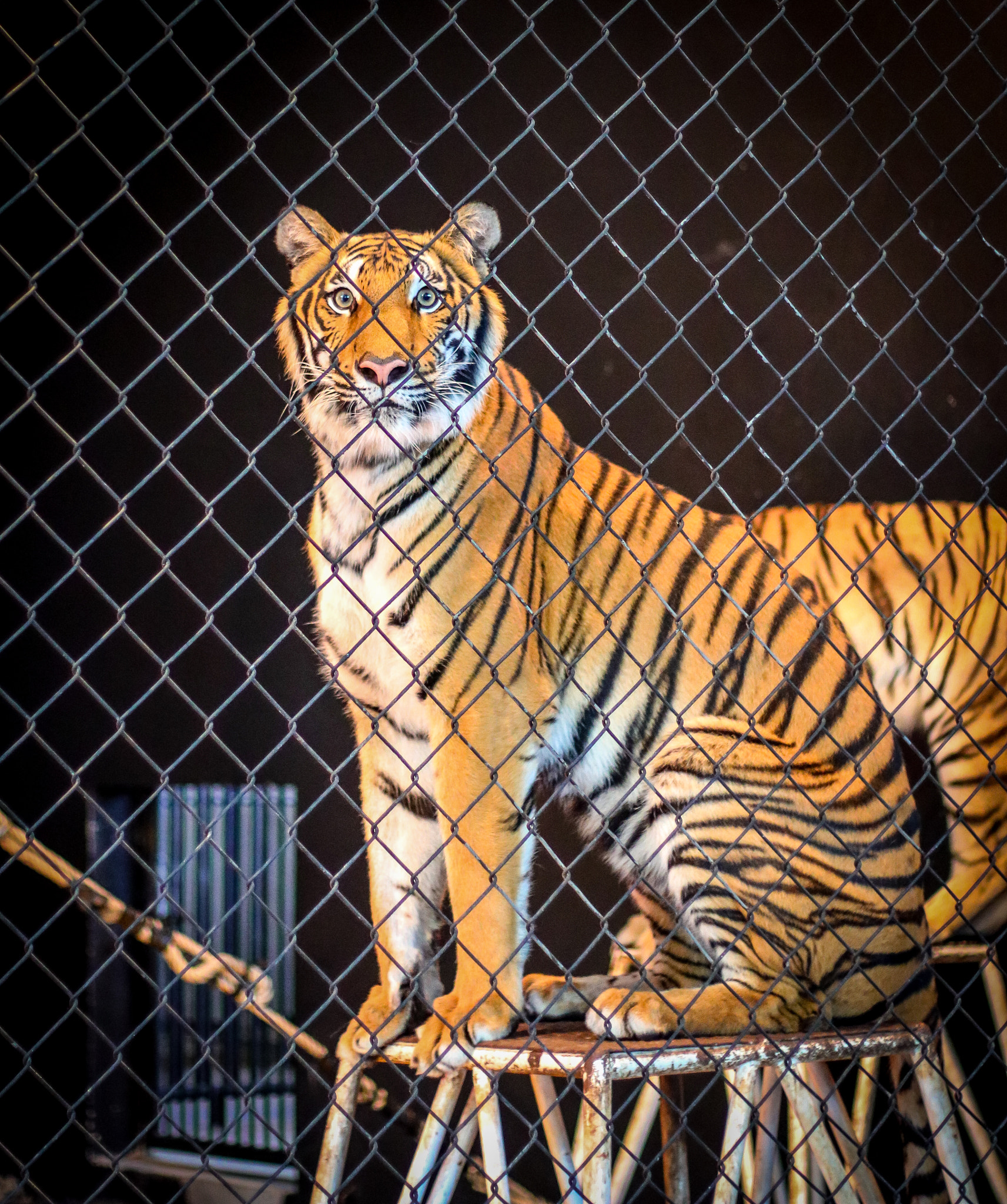 Canon EOS 80D + Canon EF 50mm F1.8 II sample photo. Thai tiger photography