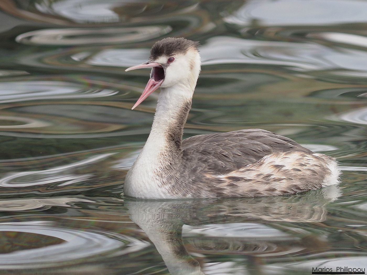 OLYMPUS 300mm Lens sample photo. Great crested grebe photography