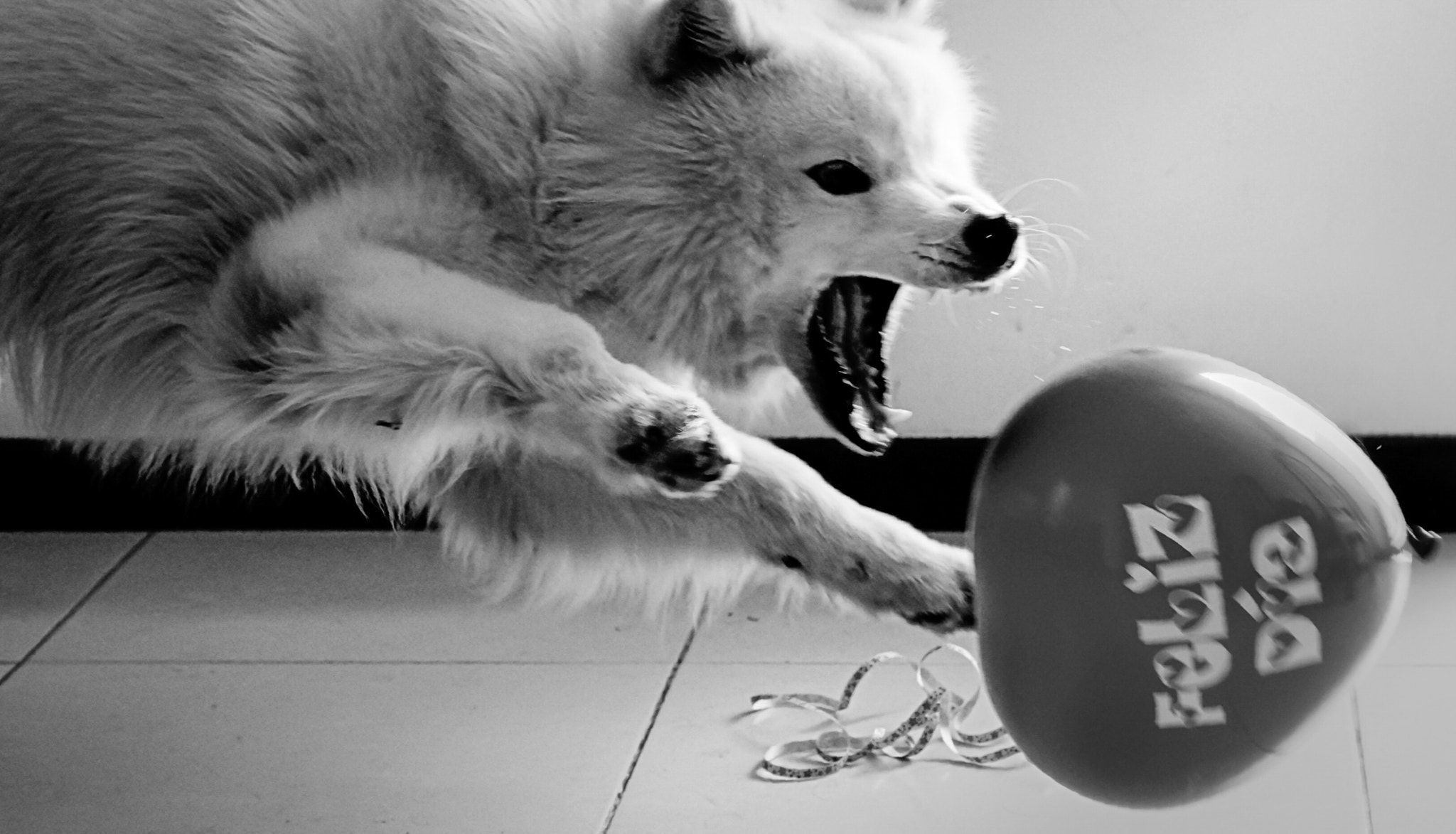 Sony SLT-A37 + Sony DT 50mm F1.8 SAM sample photo. Angry samoyed photography