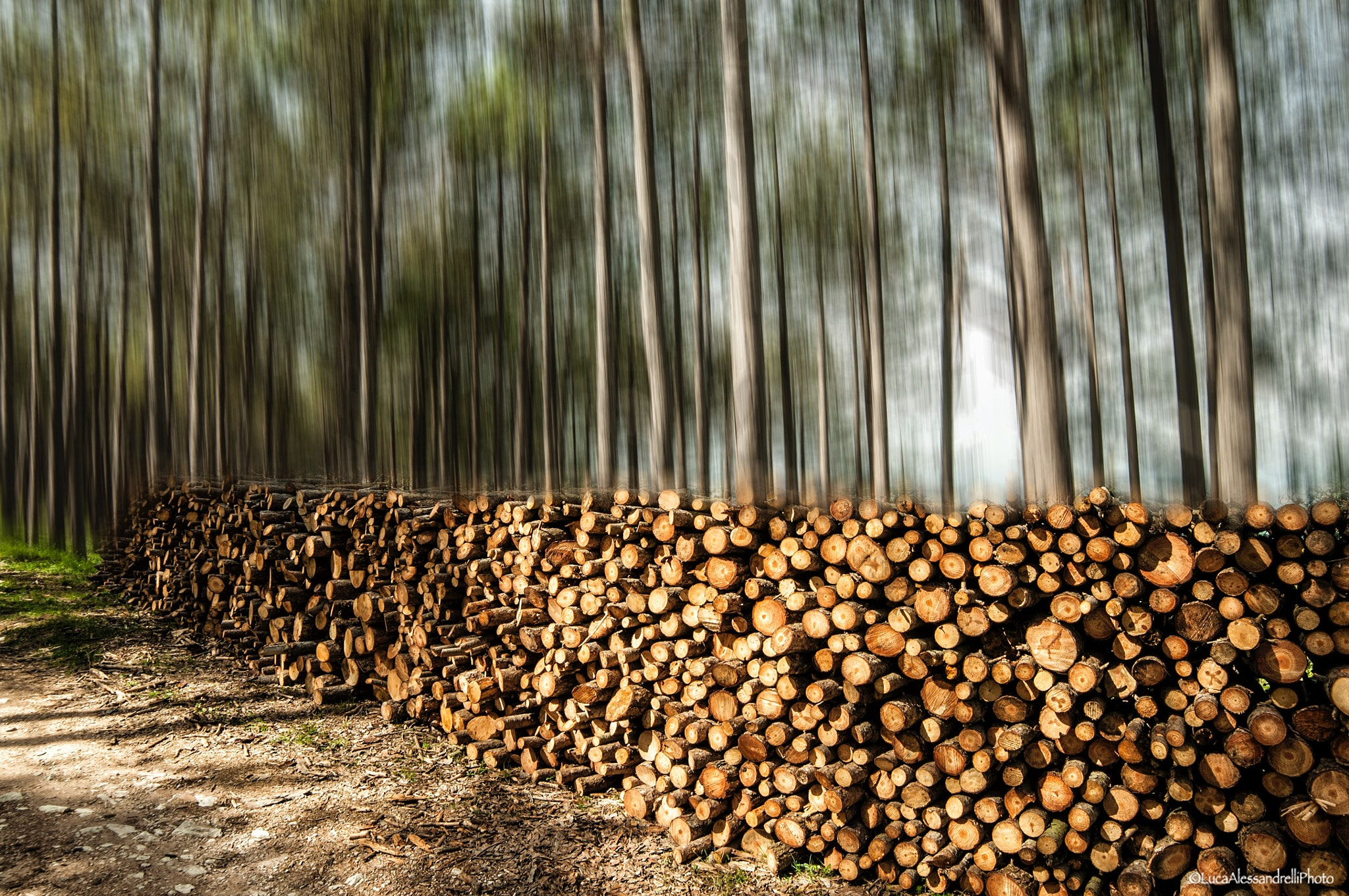 Samyang 14mm F2.8 ED AS IF UMC sample photo. Wood photography
