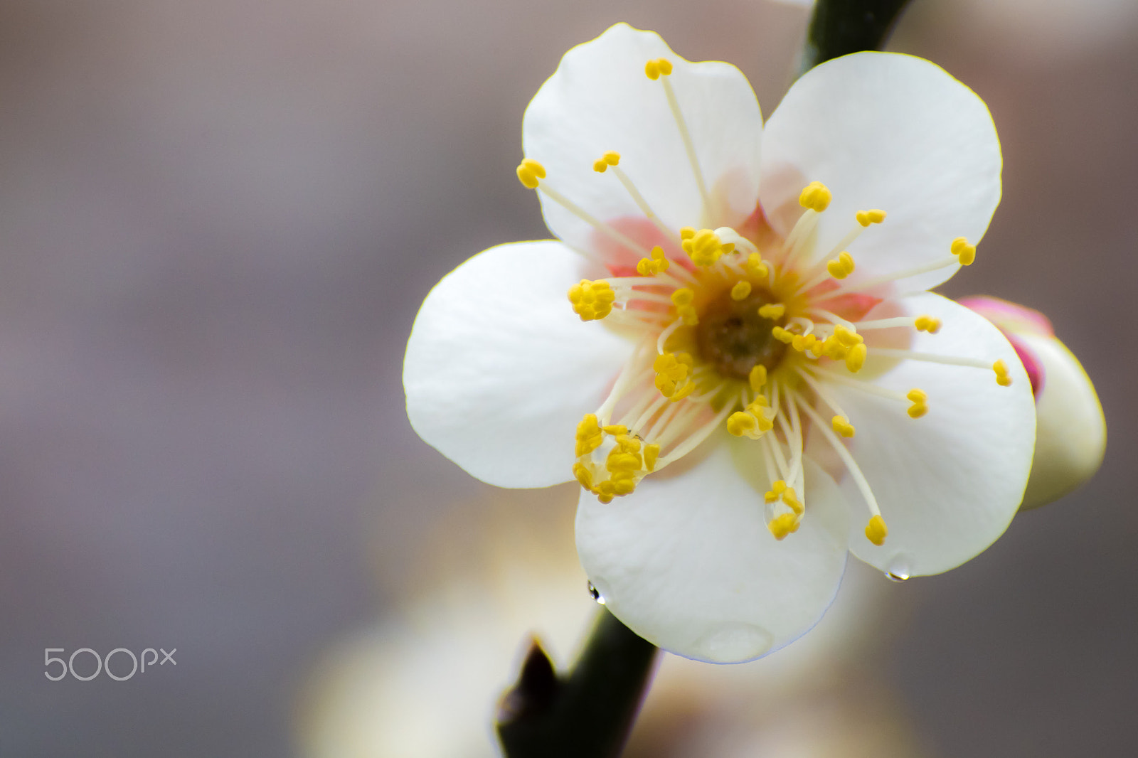 Pentax K-S2 sample photo. Plum blossom photography