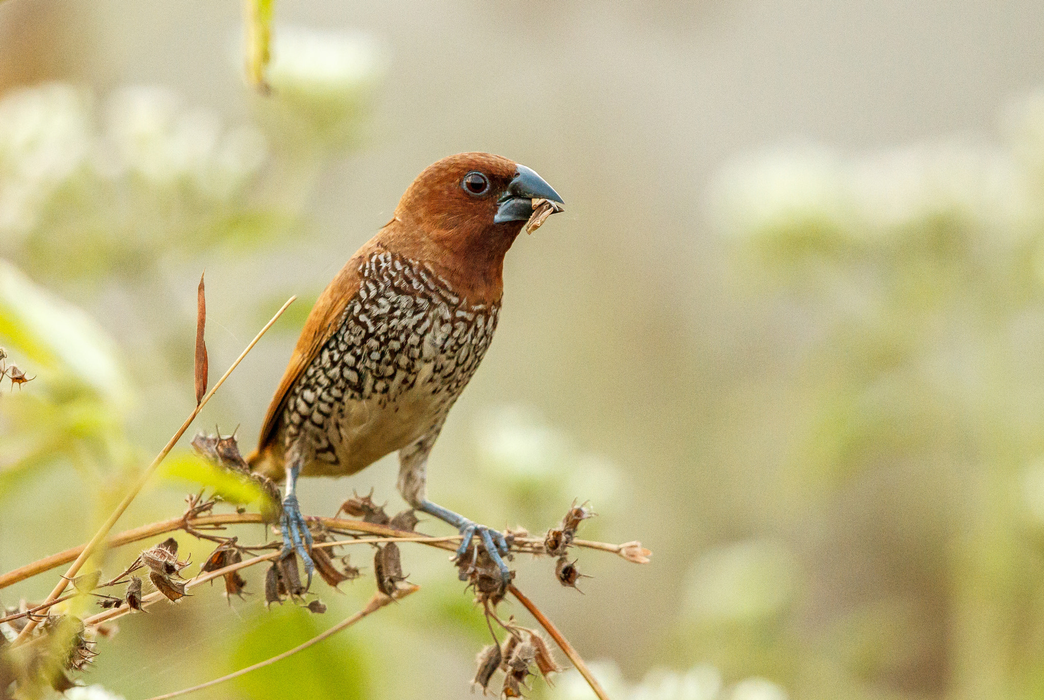 Canon EF 500mm F4L IS II USM sample photo. Scaly-breasted munia photography