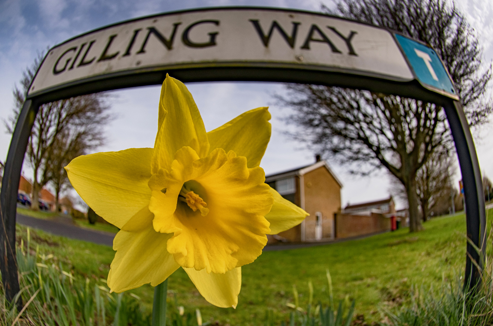 Nikon AF DX Fisheye-Nikkor 10.5mm F2.8G ED sample photo. Daffodil on march1st photography