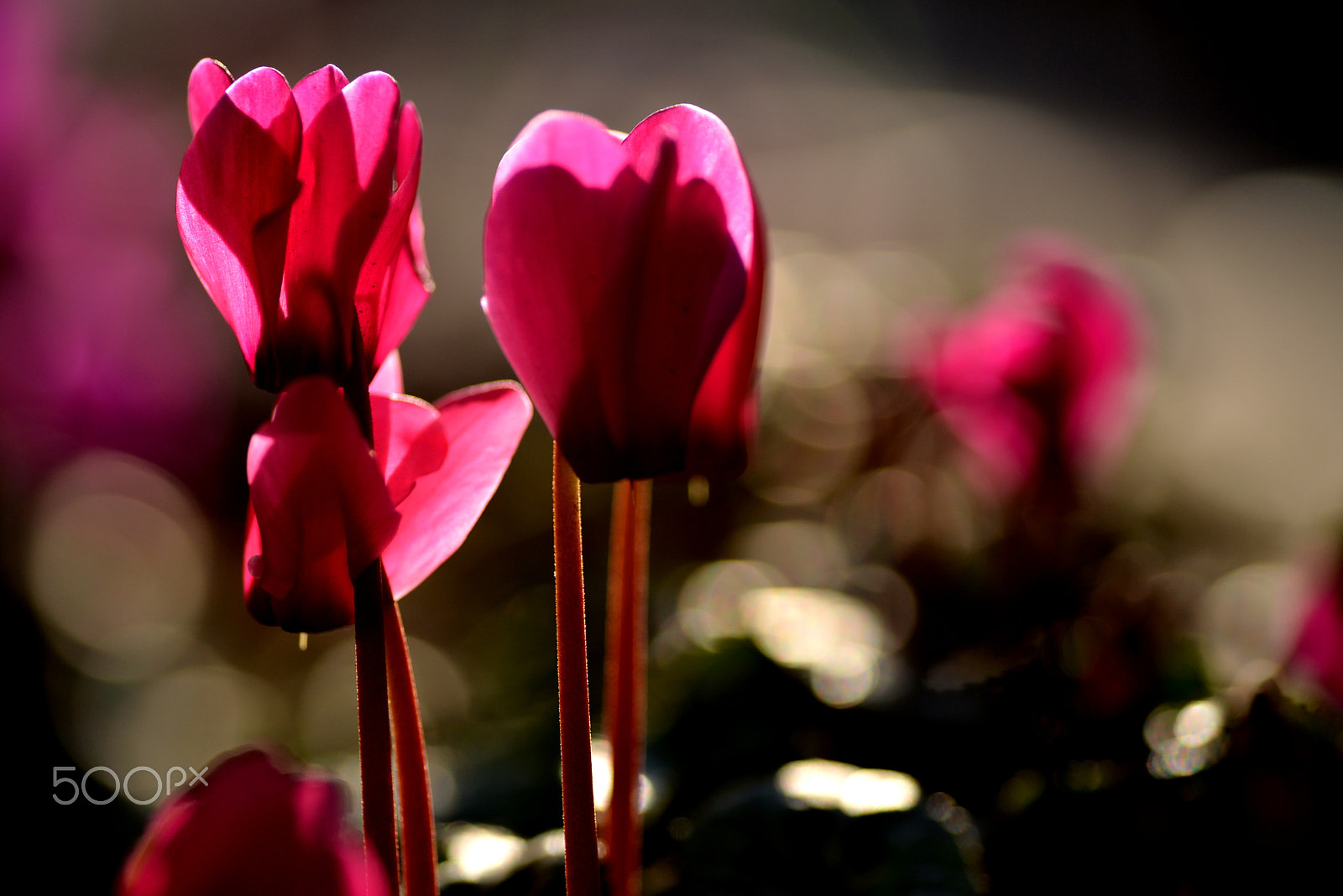 Nikon D600 sample photo. Shining photography
