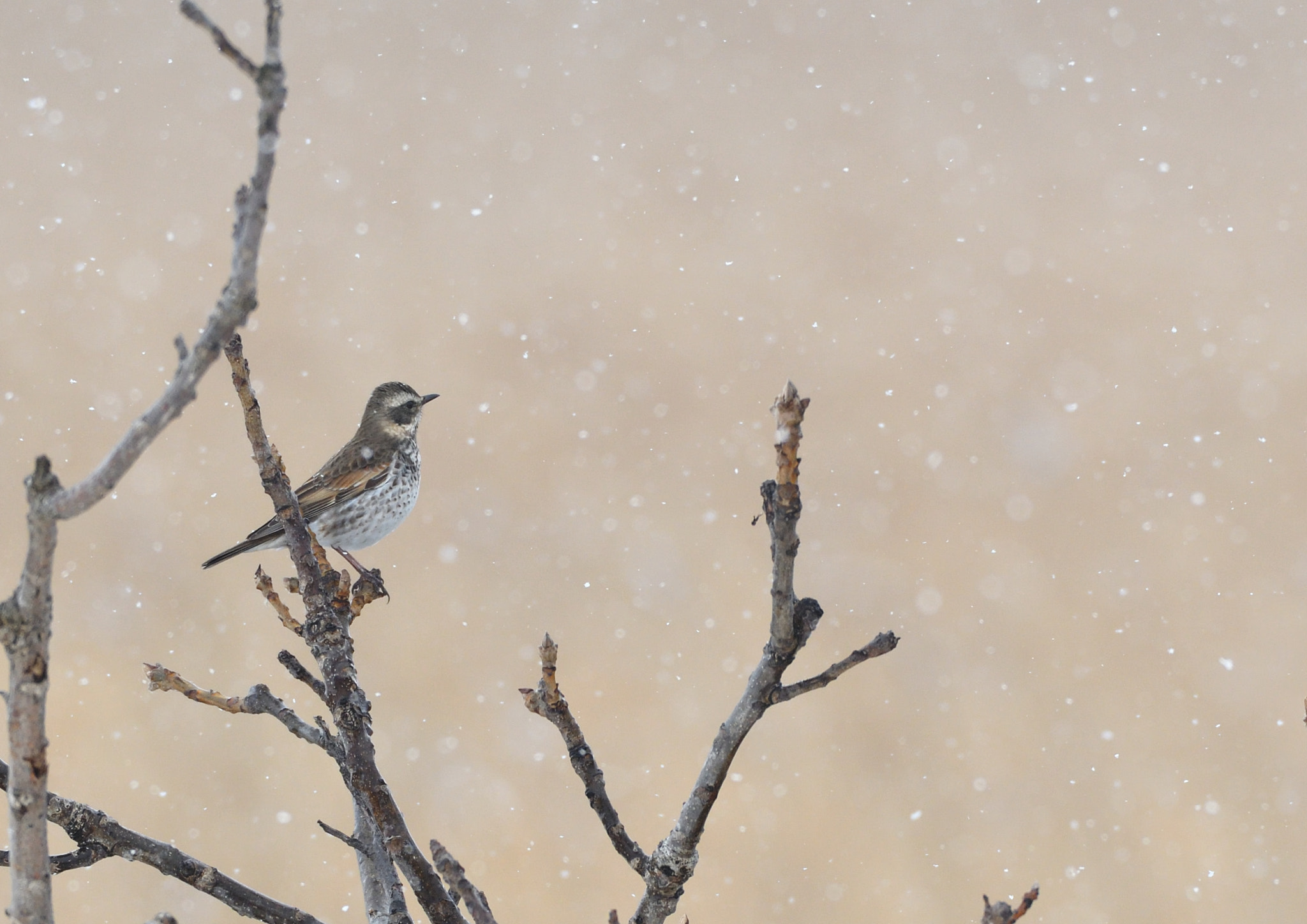 Nikon D500 + Sigma 500mm F4.5 EX DG HSM sample photo. Dusky thrush photography