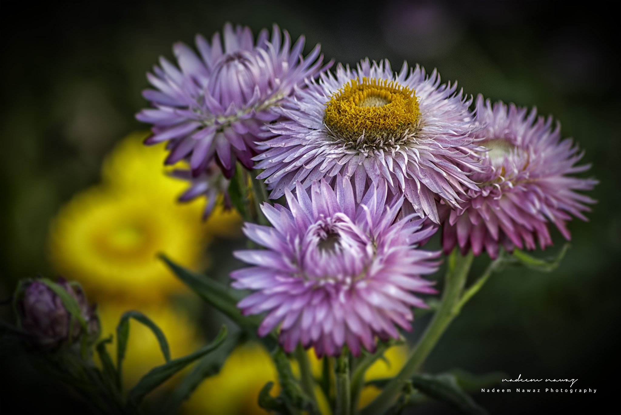 Nikon D810 sample photo. Spring ii photography