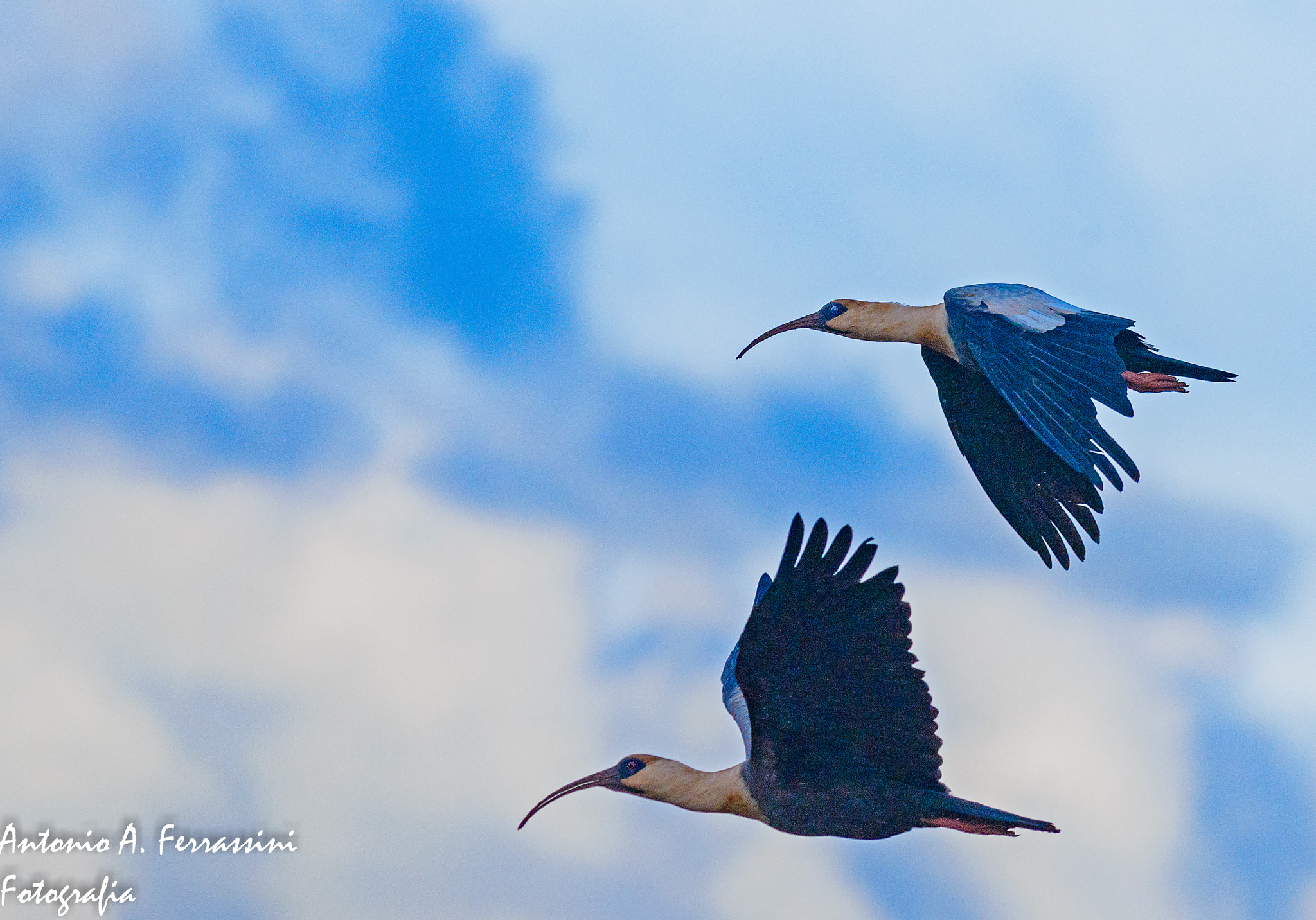 Nikon D610 + Nikon AF-S Nikkor 300mm F4D ED-IF sample photo. Curicaca photography