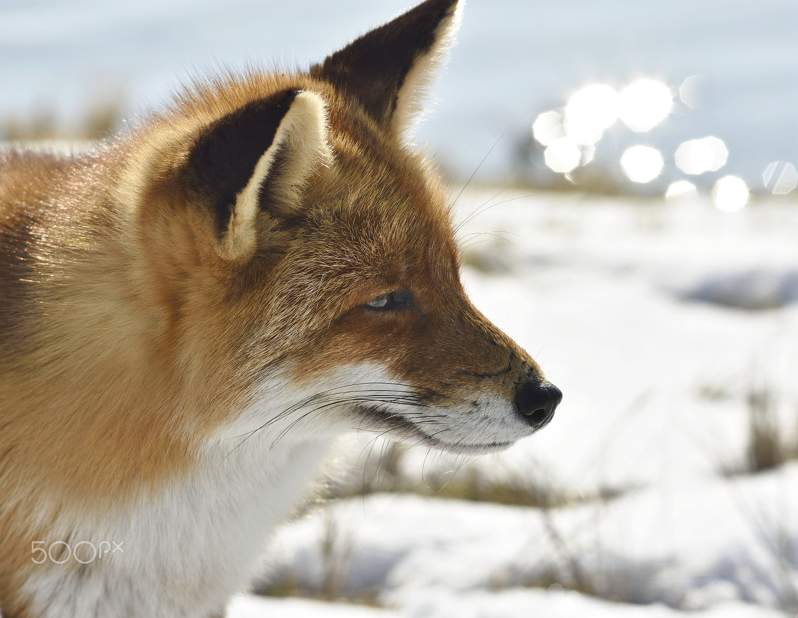 Nikon D7200 + Sigma 150-500mm F5-6.3 DG OS HSM sample photo. Winterportrait red fox photography