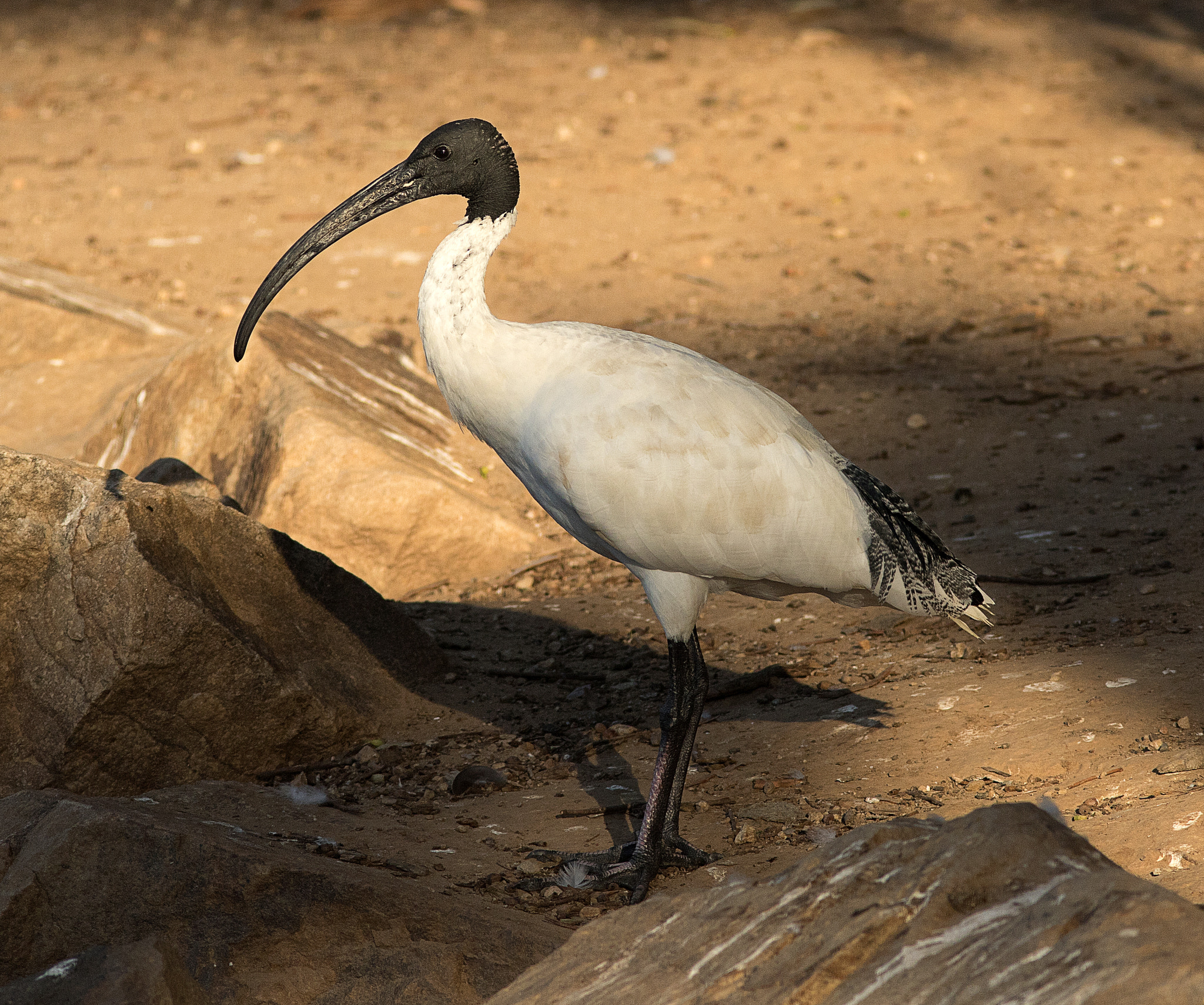 Canon EF 300mm F4L IS USM sample photo. Australian white ibis (threskiornis moluccus) photography