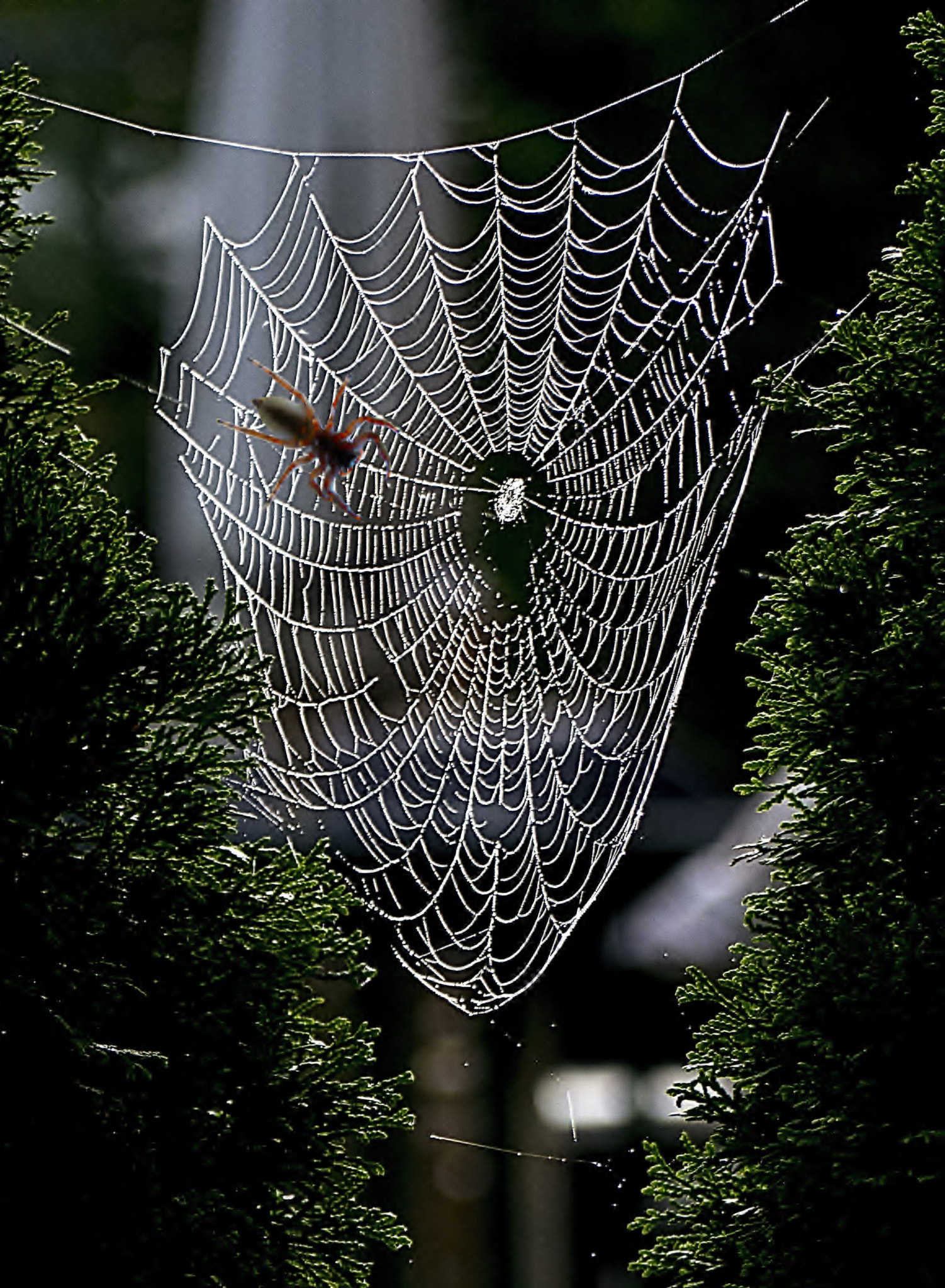 Panasonic Lumix G Vario 45-200mm F4-5.6 OIS sample photo. Spider & web photography
