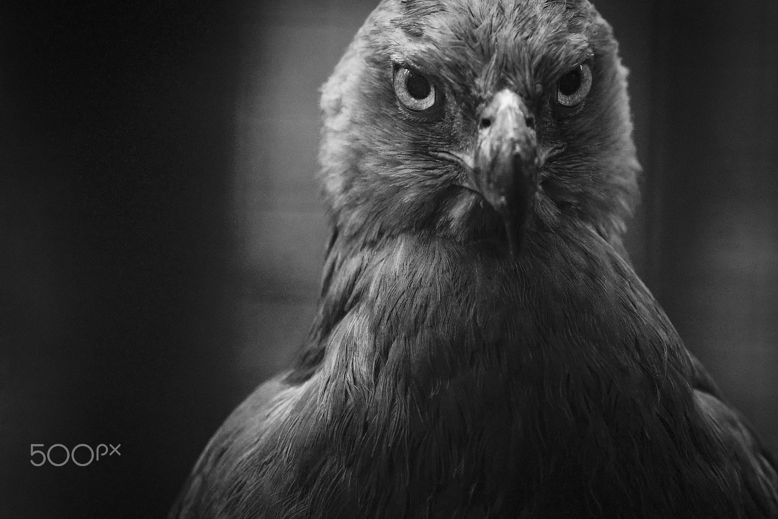Nikon AF-S Nikkor 300mm F4D ED-IF sample photo. Indonesian eagle snake photography