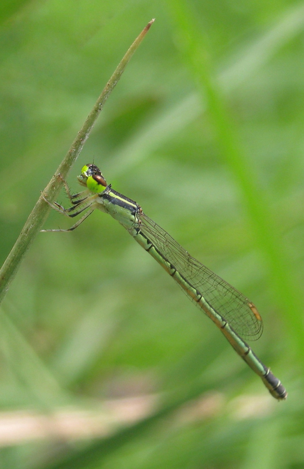 Canon PowerShot A495 sample photo. Green eye.. photography