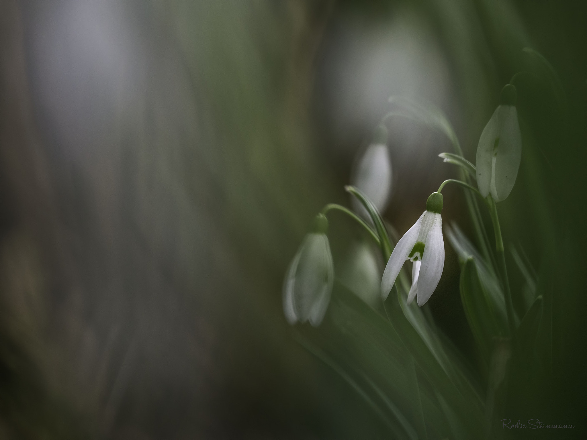 Olympus M.Zuiko Digital ED 60mm F2.8 Macro sample photo. Spring photography