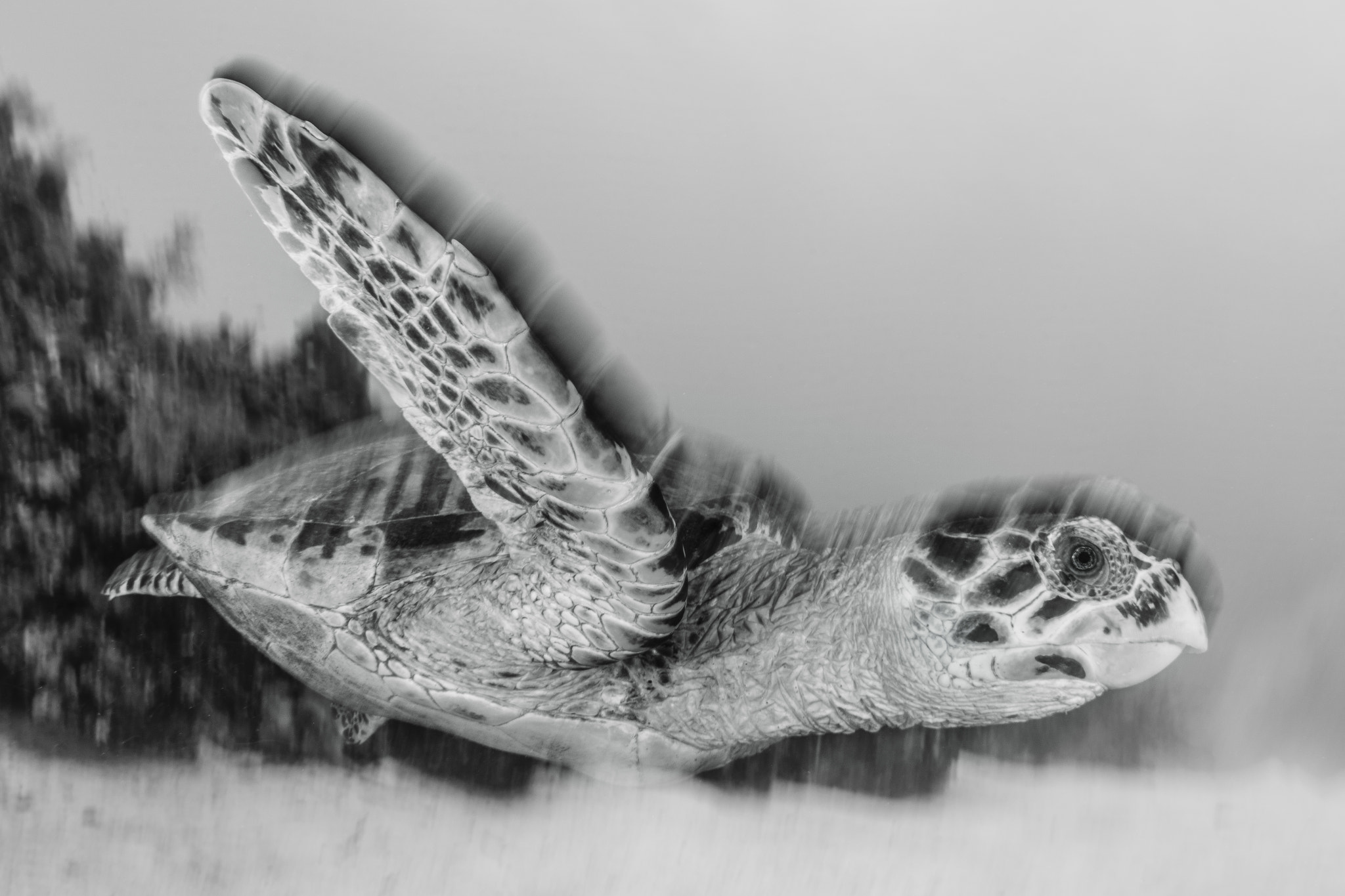 Sigma 15mm F2.8 EX DG Diagonal Fisheye sample photo. Turtle photography