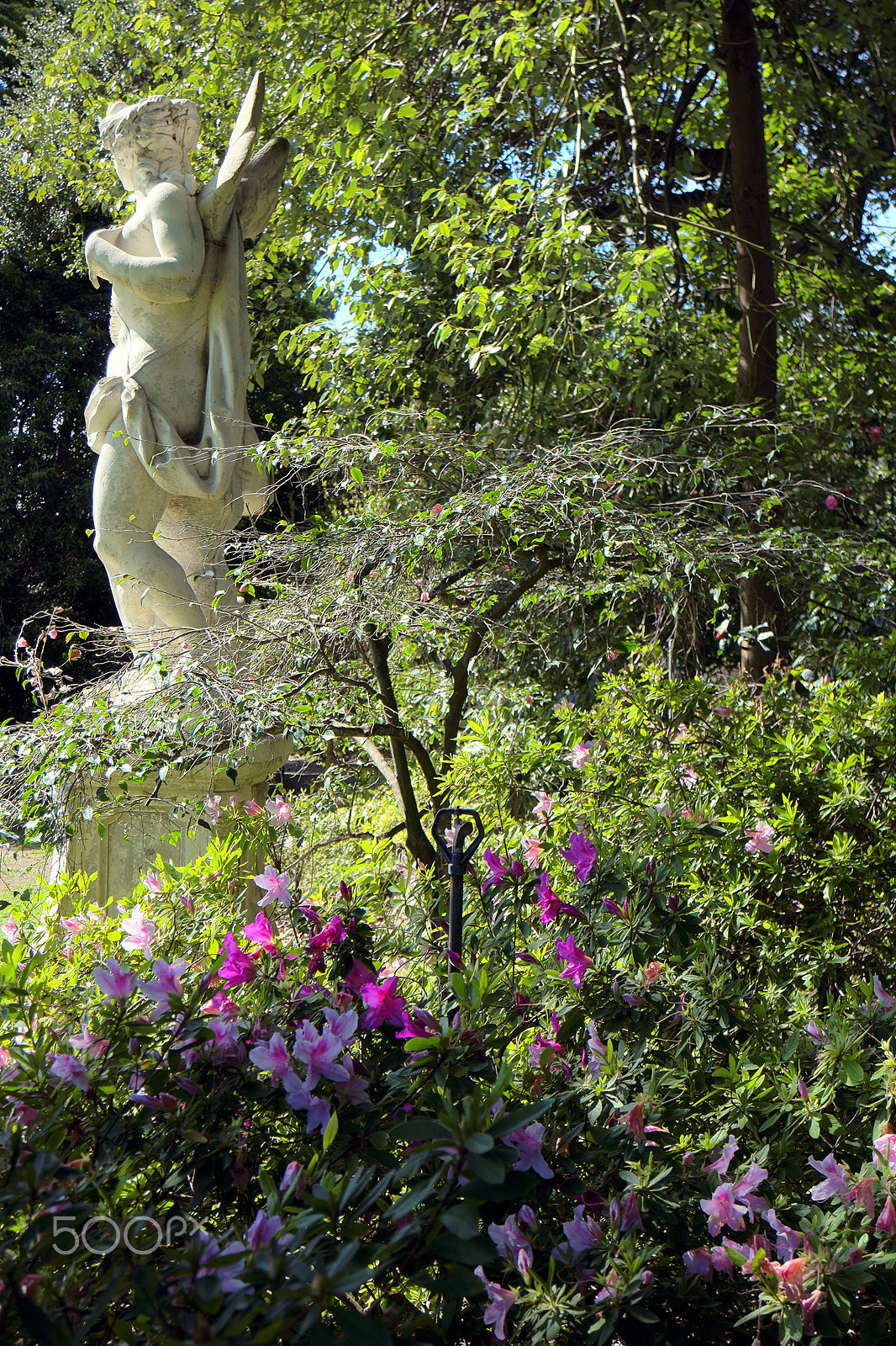 Samsung NX500 + Samsung NX 16-50mm F3.5-5.6 Power Zoom ED OIS sample photo. Cupid and azaleas 2017 photography