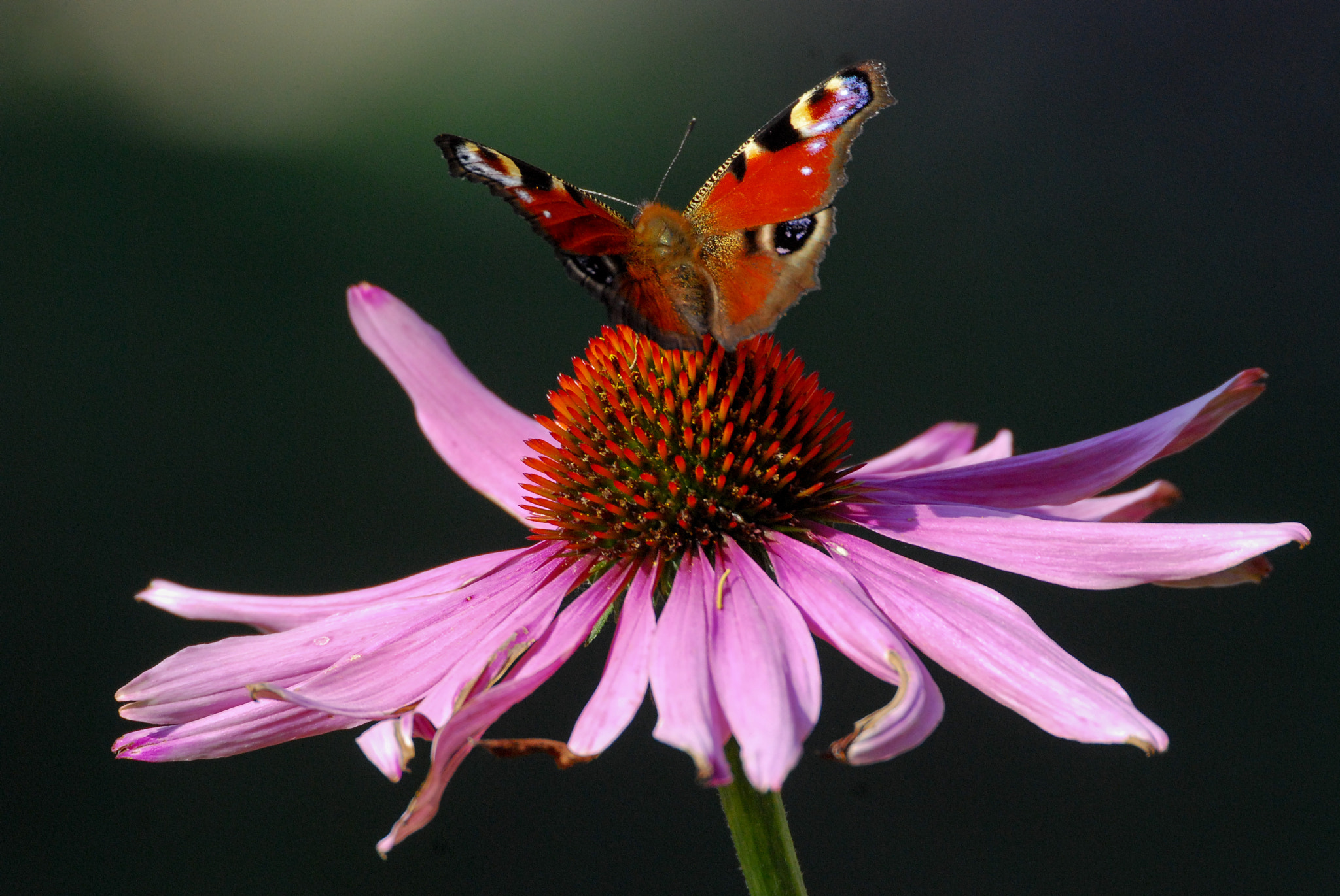 Nikon D80 + Sigma 135-400mm F4.5-5.6 APO Aspherical sample photo. Martinboeije photography