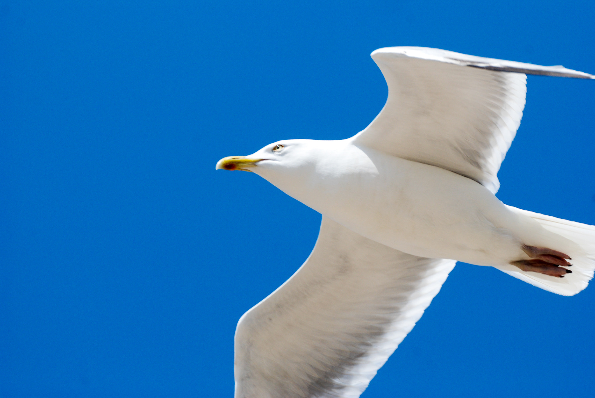 Sigma 135-400mm F4.5-5.6 APO Aspherical sample photo. Gull in blue, blue sky photography