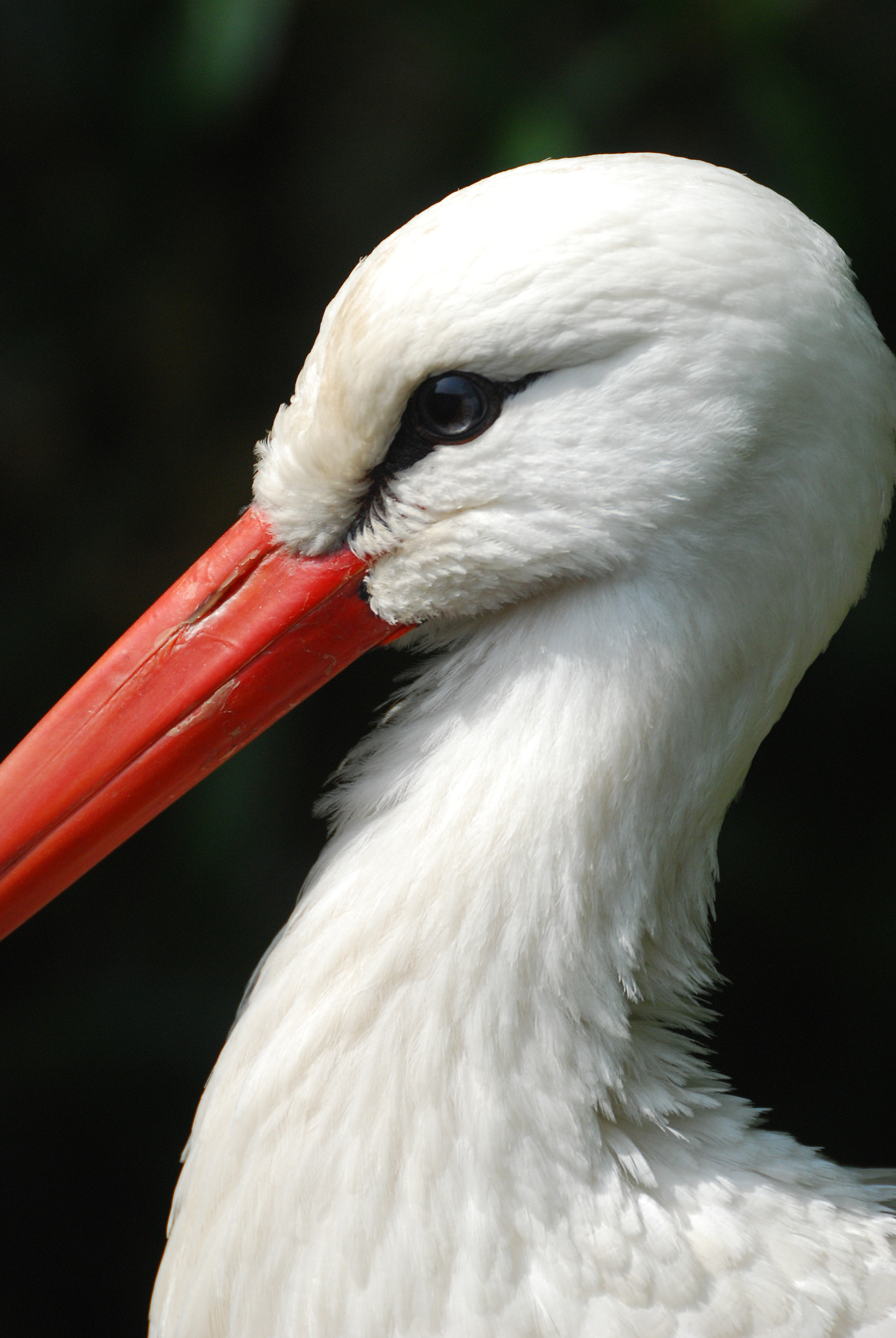 Nikon D80 sample photo. Charming stork photography