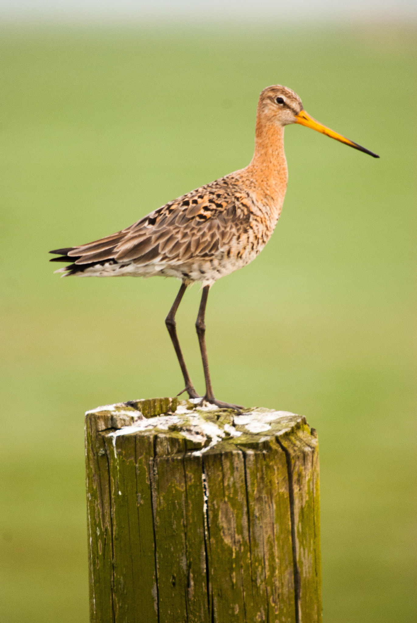 Nikon D80 + Sigma 135-400mm F4.5-5.6 APO Aspherical sample photo. Martinboeije photography