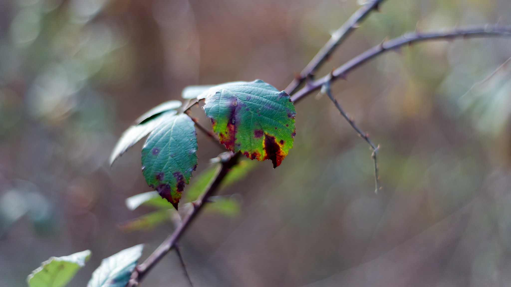 Nikon AF Nikkor 50mm F1.8D sample photo. Red-green photography