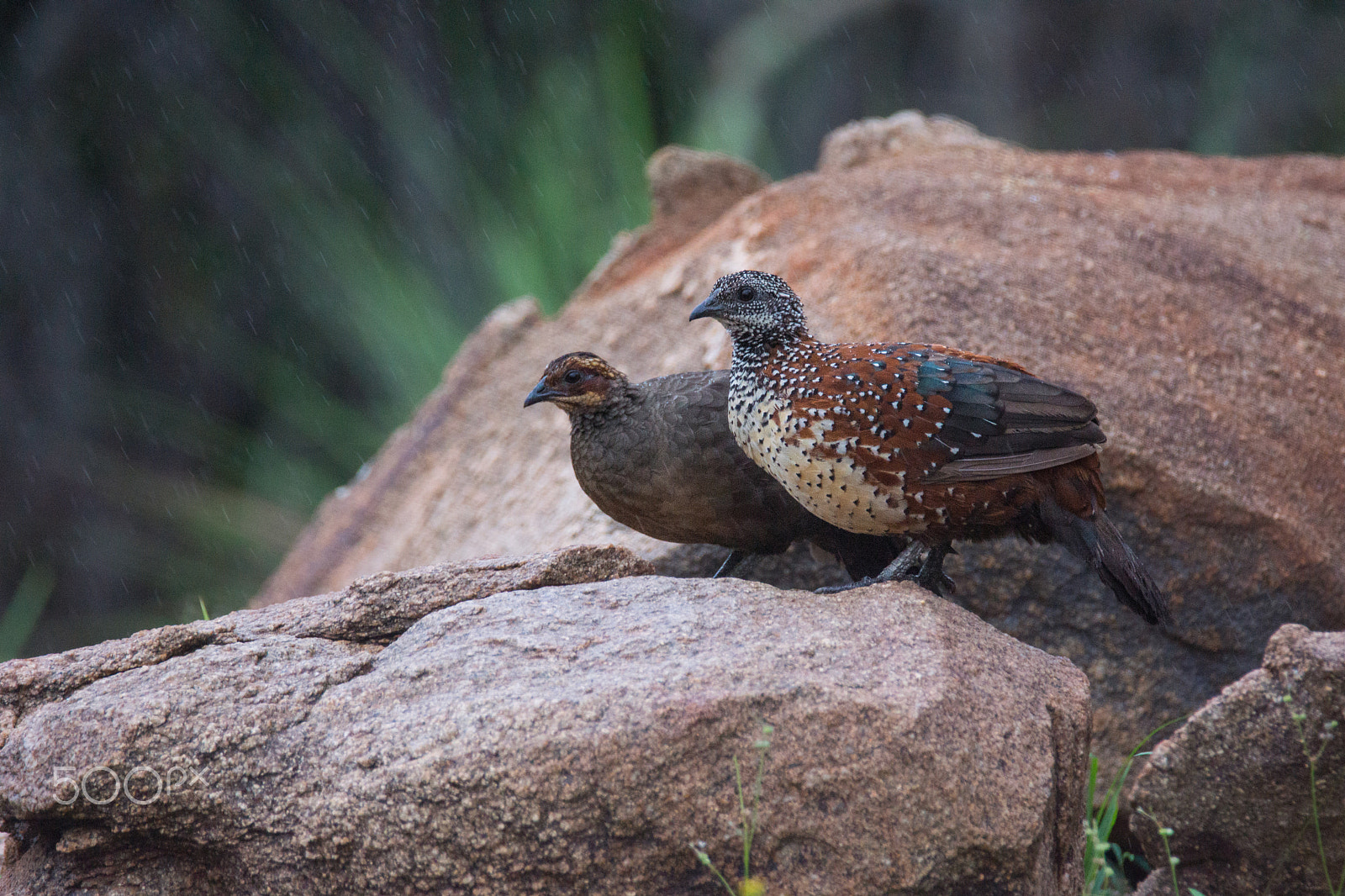 Sony SLT-A65 (SLT-A65V) + Tamron SP 150-600mm F5-6.3 Di VC USD sample photo. Painted spurfowl pair photography