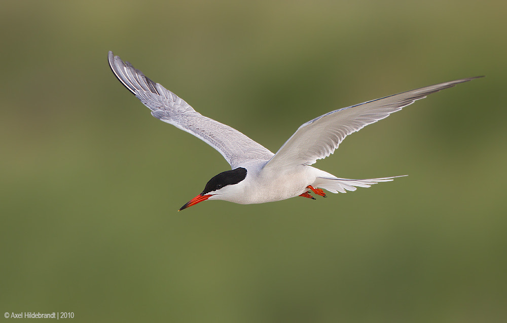 Canon EF 500mm F4L IS USM sample photo. Common tern photography