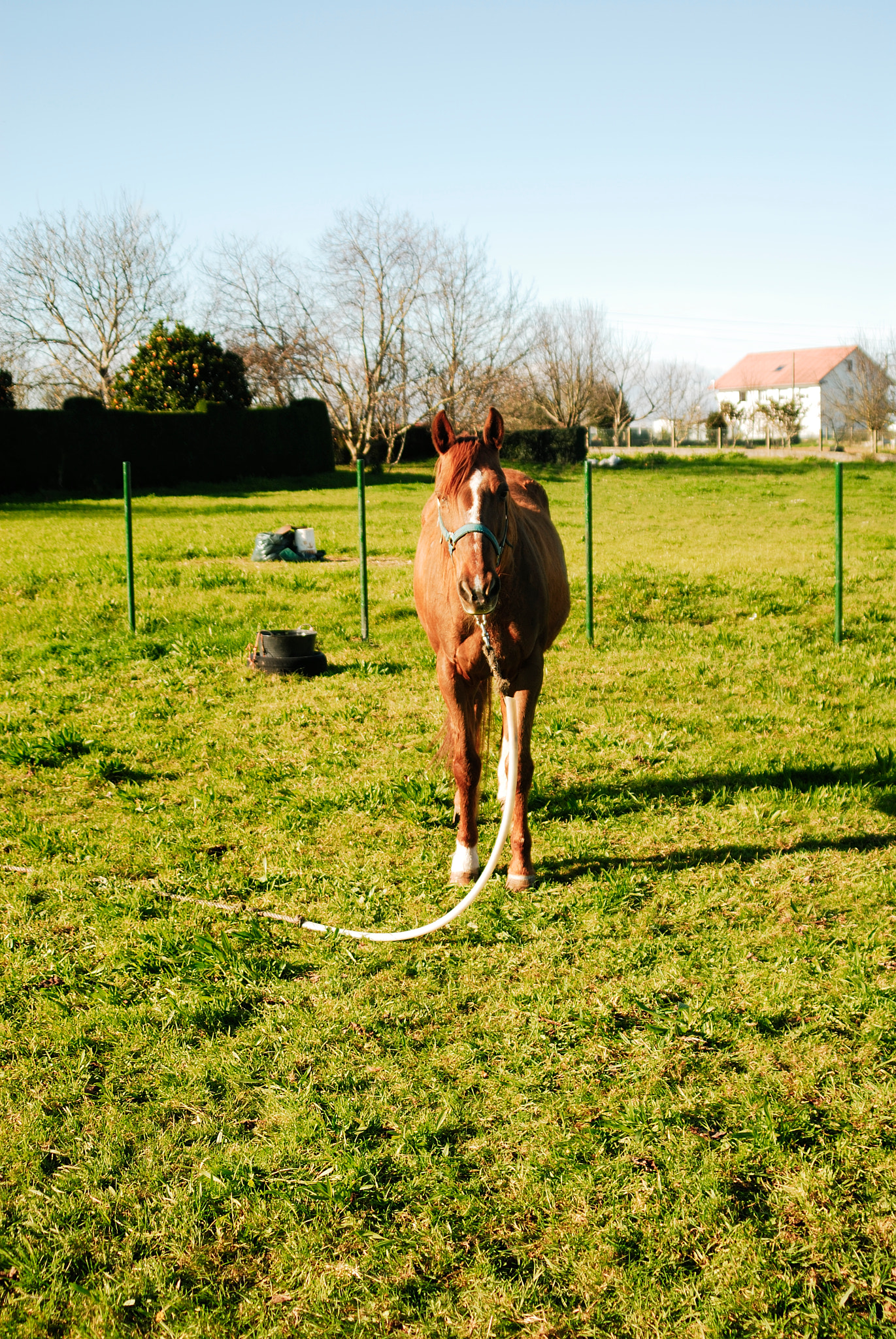 AF Zoom-Nikkor 28-200mm f/3.5-5.6D IF sample photo. Caballo en campo photography