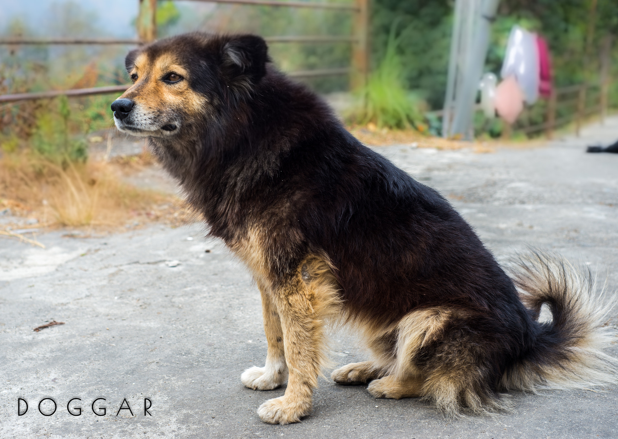 Nikon AF Nikkor 50mm F1.8D sample photo. D o g g a r photography