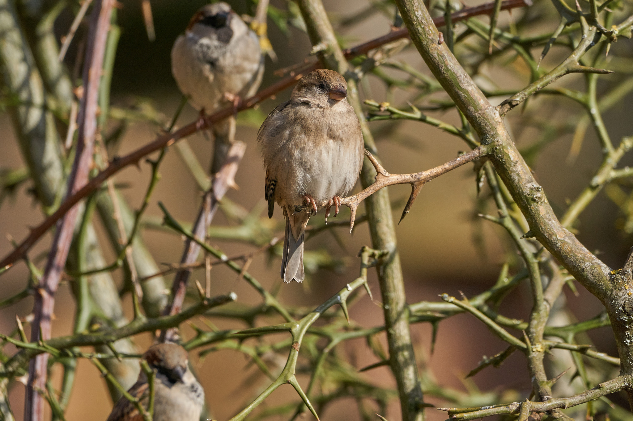 150-600mm F5-6.3 DG OS HSM | Contemporary 015 sample photo. Bird wallpaper photography