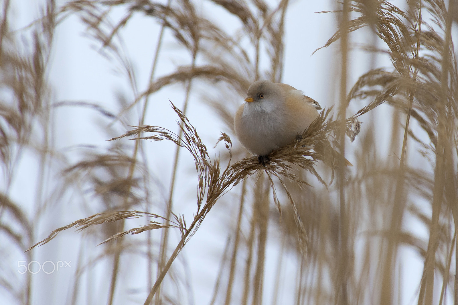 Pentax smc DA* 300mm F4.0 ED (IF) SDM sample photo. Balance photography