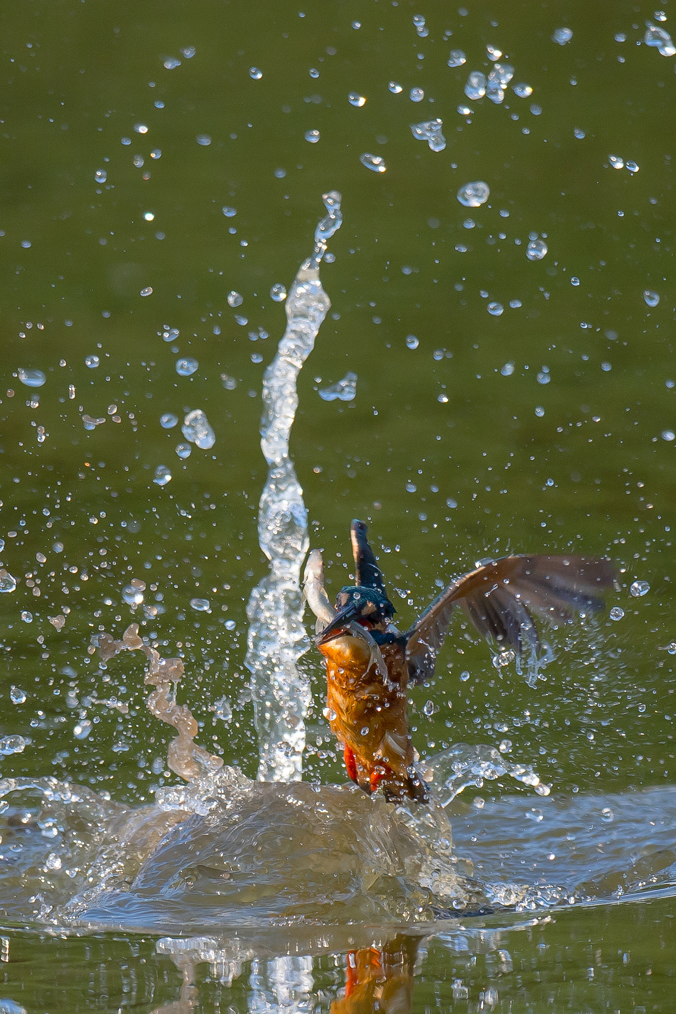 Nikon AF-S Nikkor 800mm F5.6E FL ED VR sample photo. Kingfisher photography