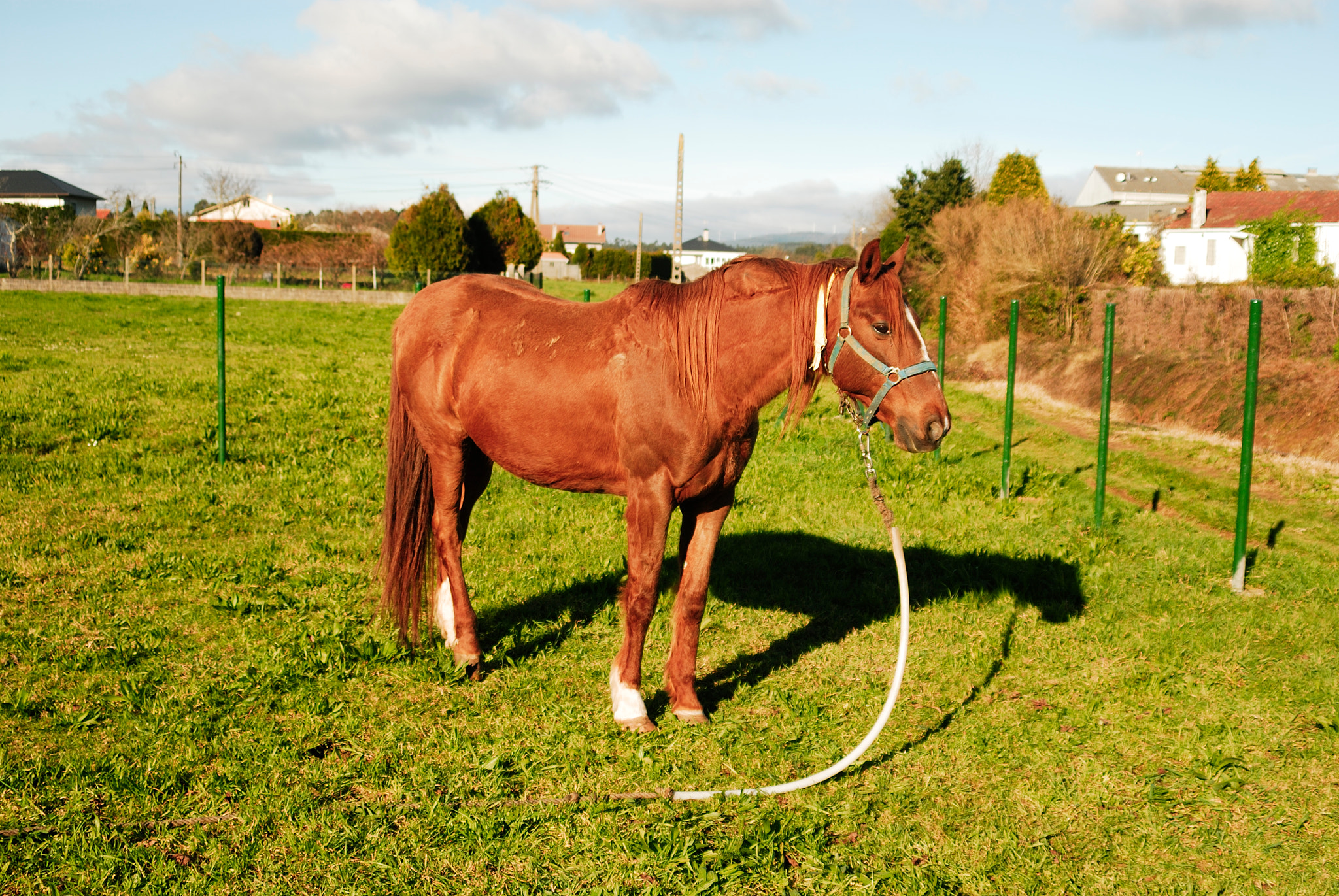 AF Zoom-Nikkor 28-200mm f/3.5-5.6D IF sample photo. Caballo en campo 1 photography