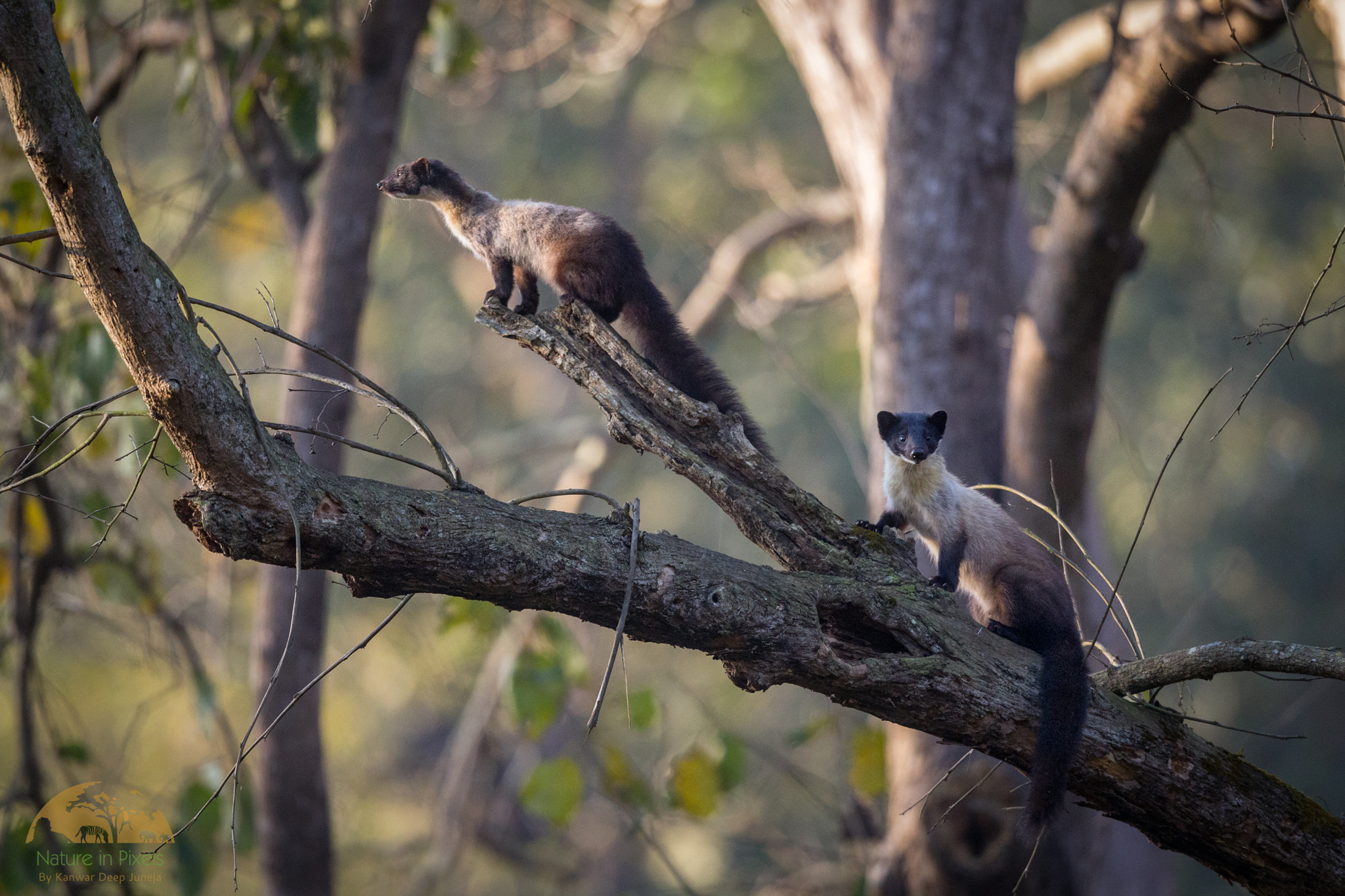 Canon EF 600mm F4L IS II USM sample photo. Yellow throated martens photography