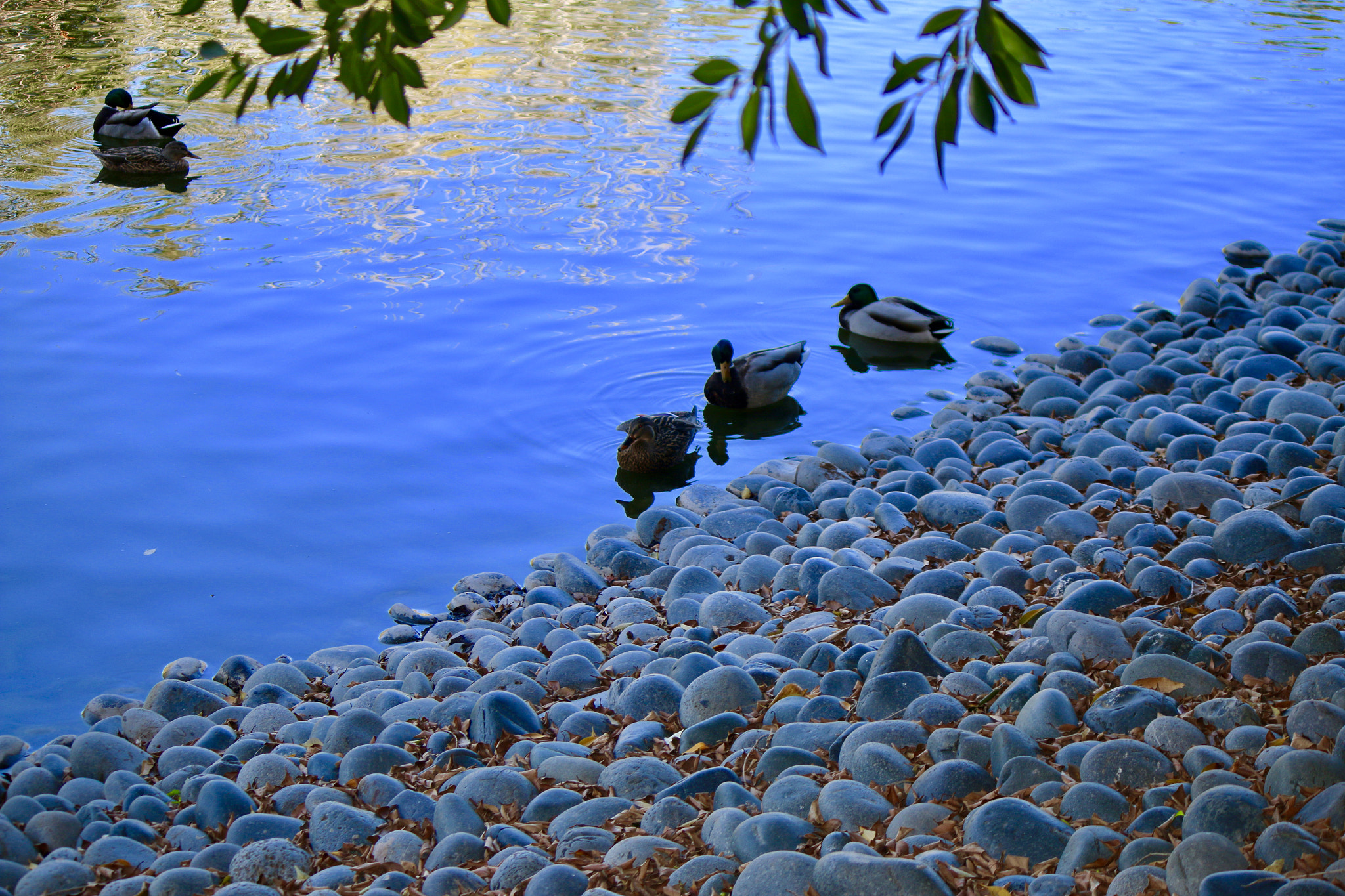 Canon EF-S 55-250mm F4-5.6 IS sample photo. Duck haven photography