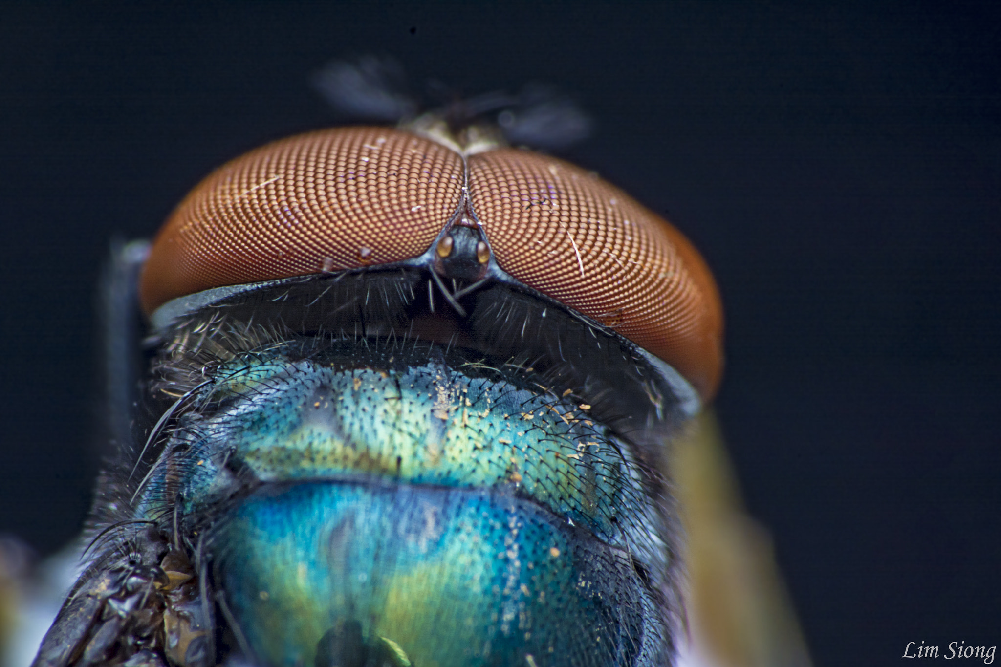 Sigma 70-300mm F4-5.6 APO DG Macro sample photo. Upper eyes & neck photography