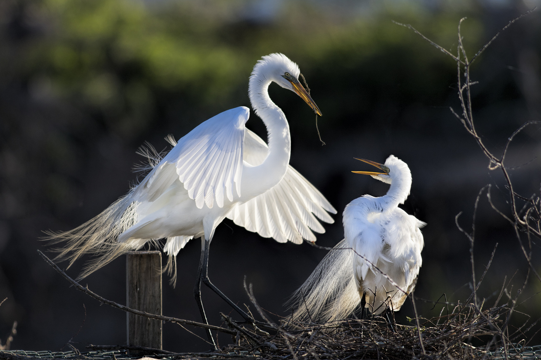 Canon EOS 7D Mark II + Canon EF 500mm f/4.5L sample photo. Building the nest photography