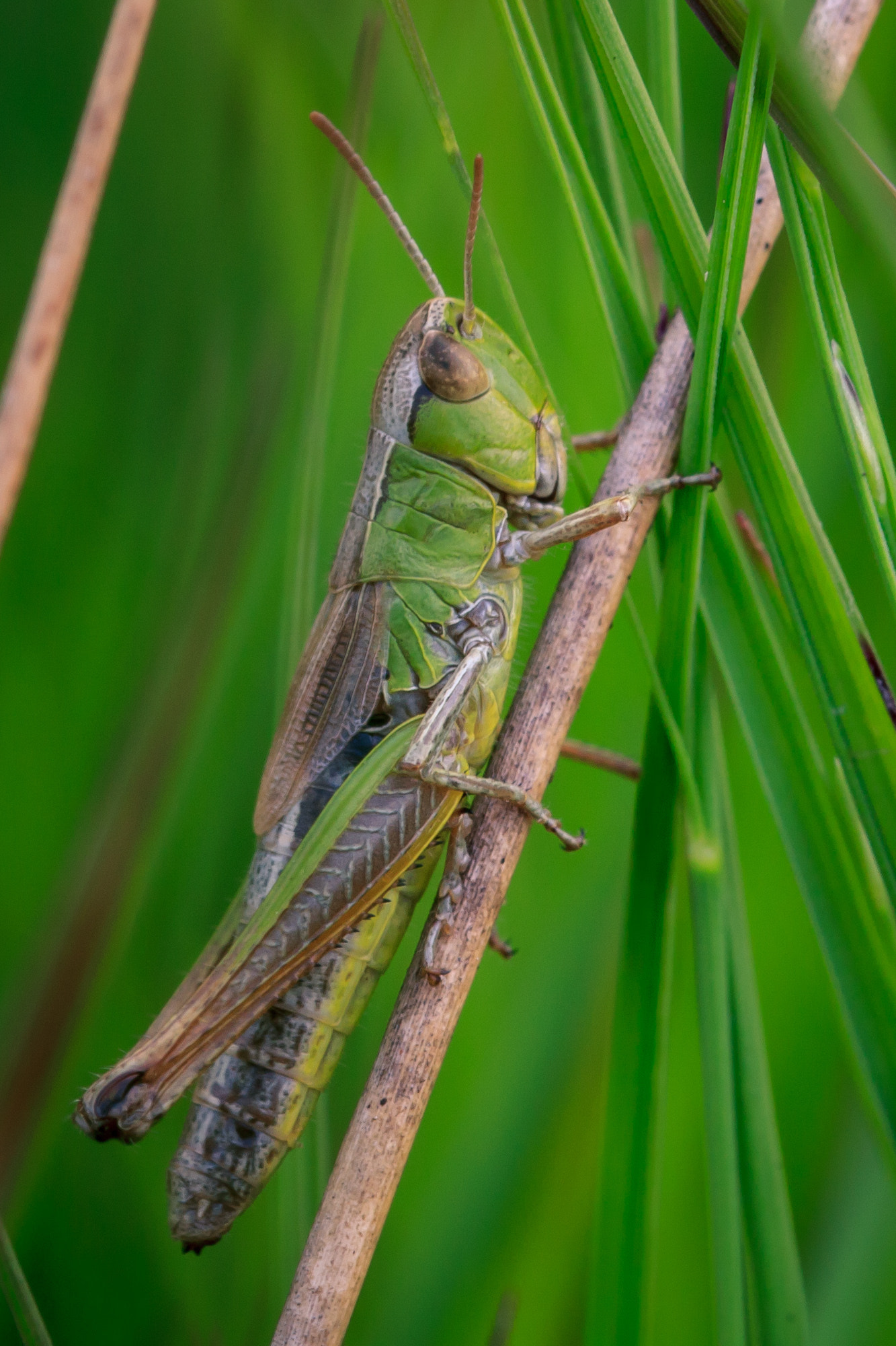 Sigma 105mm F2.8 EX DG OS HSM sample photo. Mg photography