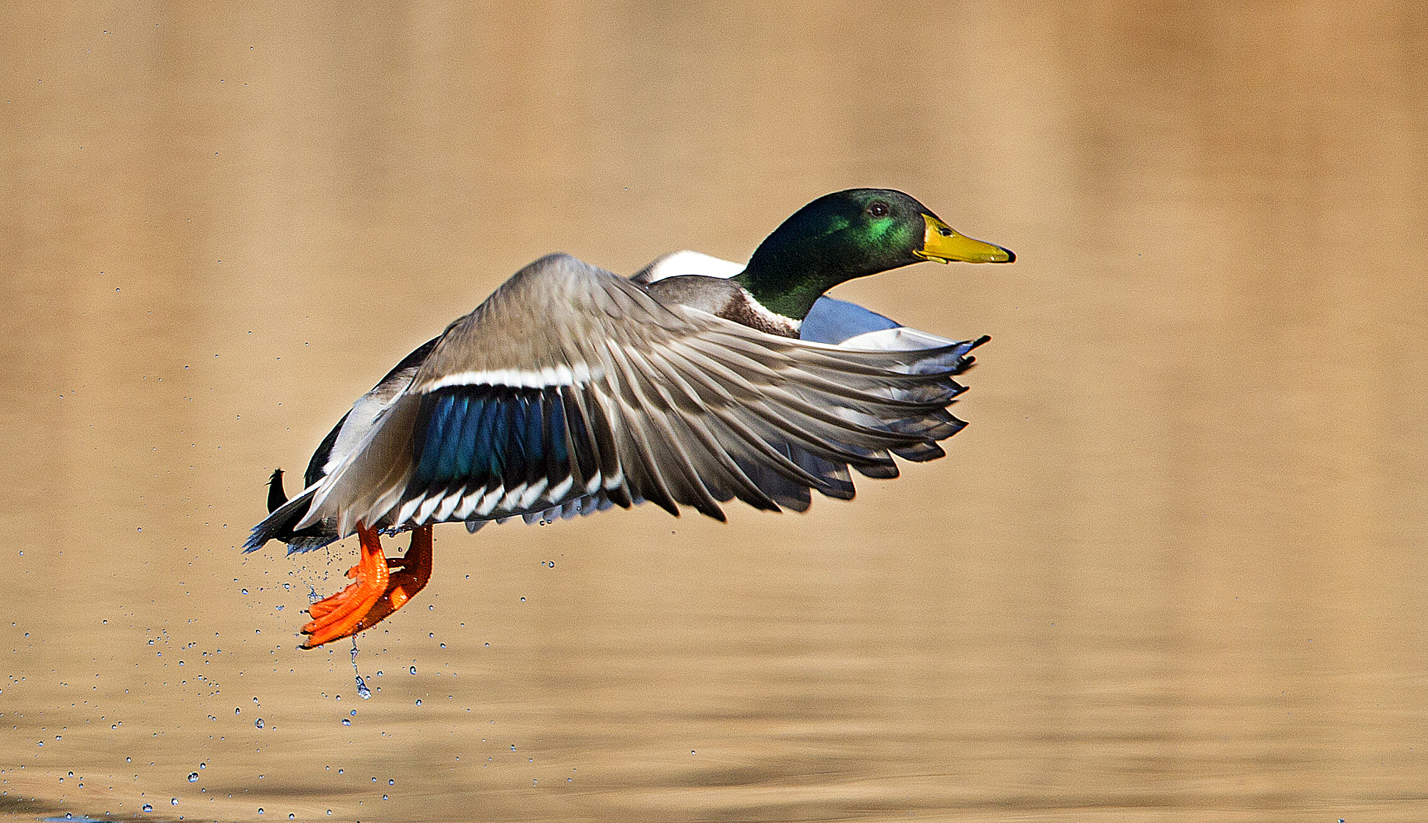 Canon EF 500mm F4L IS II USM sample photo. Envol de colvert photography