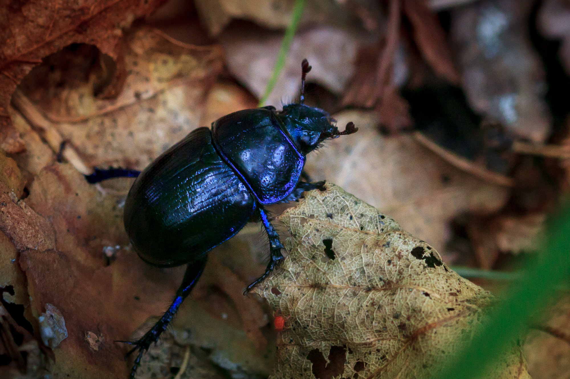 Sigma 105mm F2.8 EX DG OS HSM sample photo. Mg photography