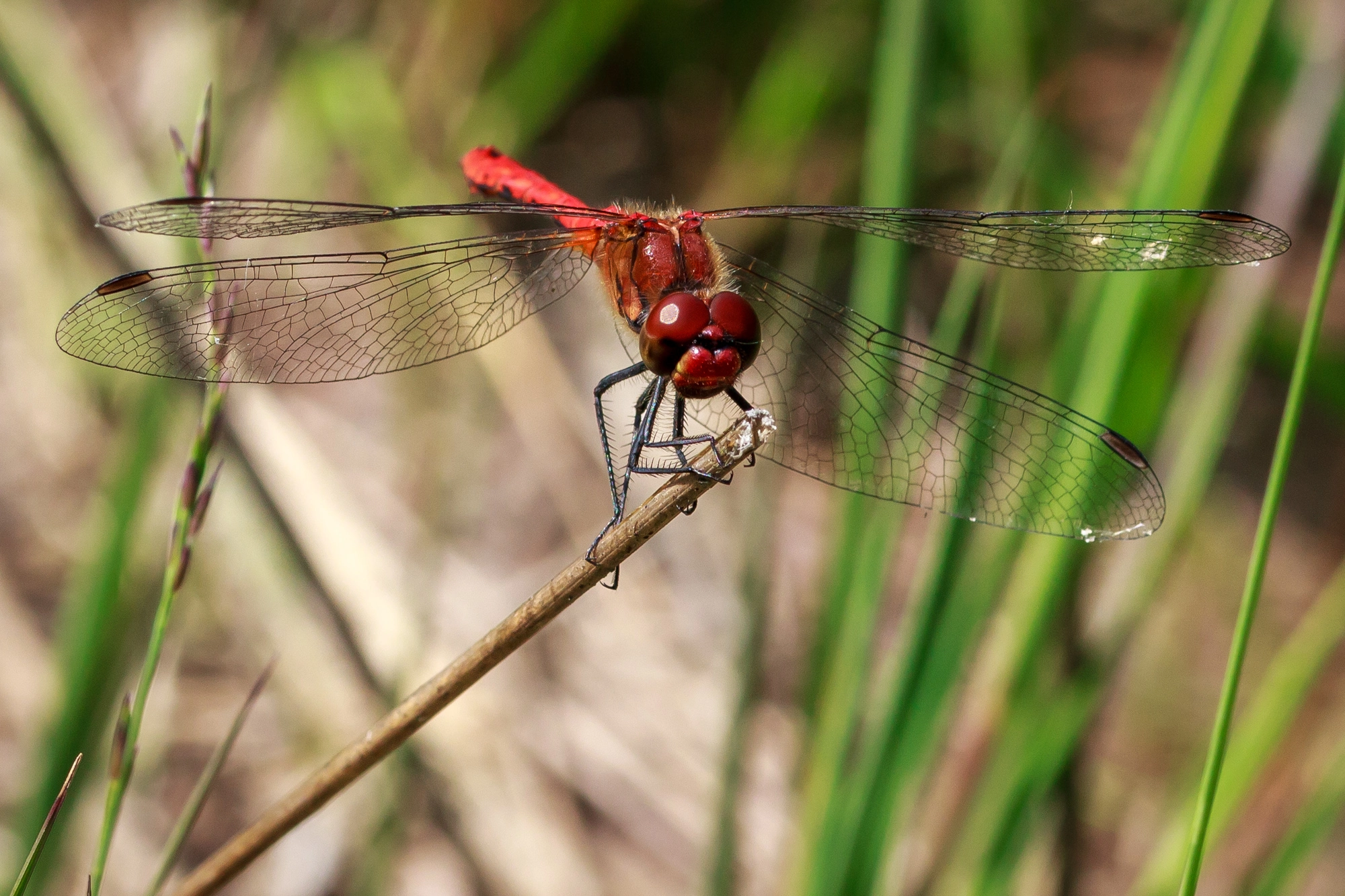 Sigma 105mm F2.8 EX DG OS HSM sample photo. Mg photography