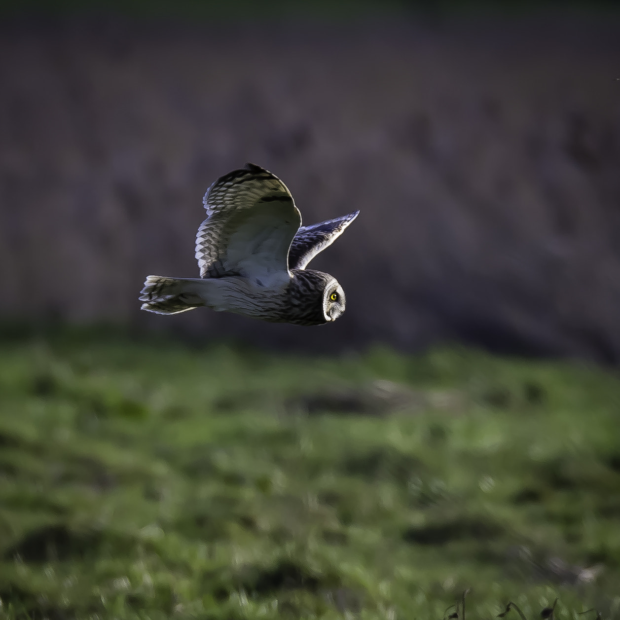 150-600mm F5-6.3 DG OS HSM | Sports 014 sample photo. Screenh owl 3185 photography