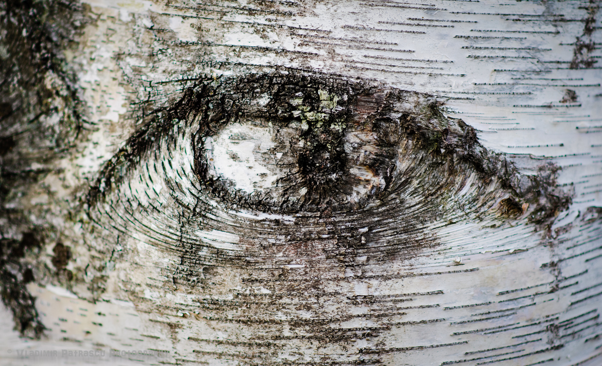 Nikon AF-S Nikkor 85mm F1.8G sample photo. Nature is watching! photography