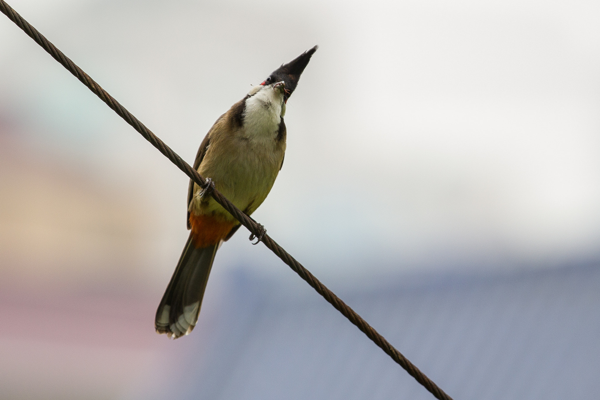 Canon EOS 60D + Canon EF 70-200mm F4L IS USM sample photo. City garden photography