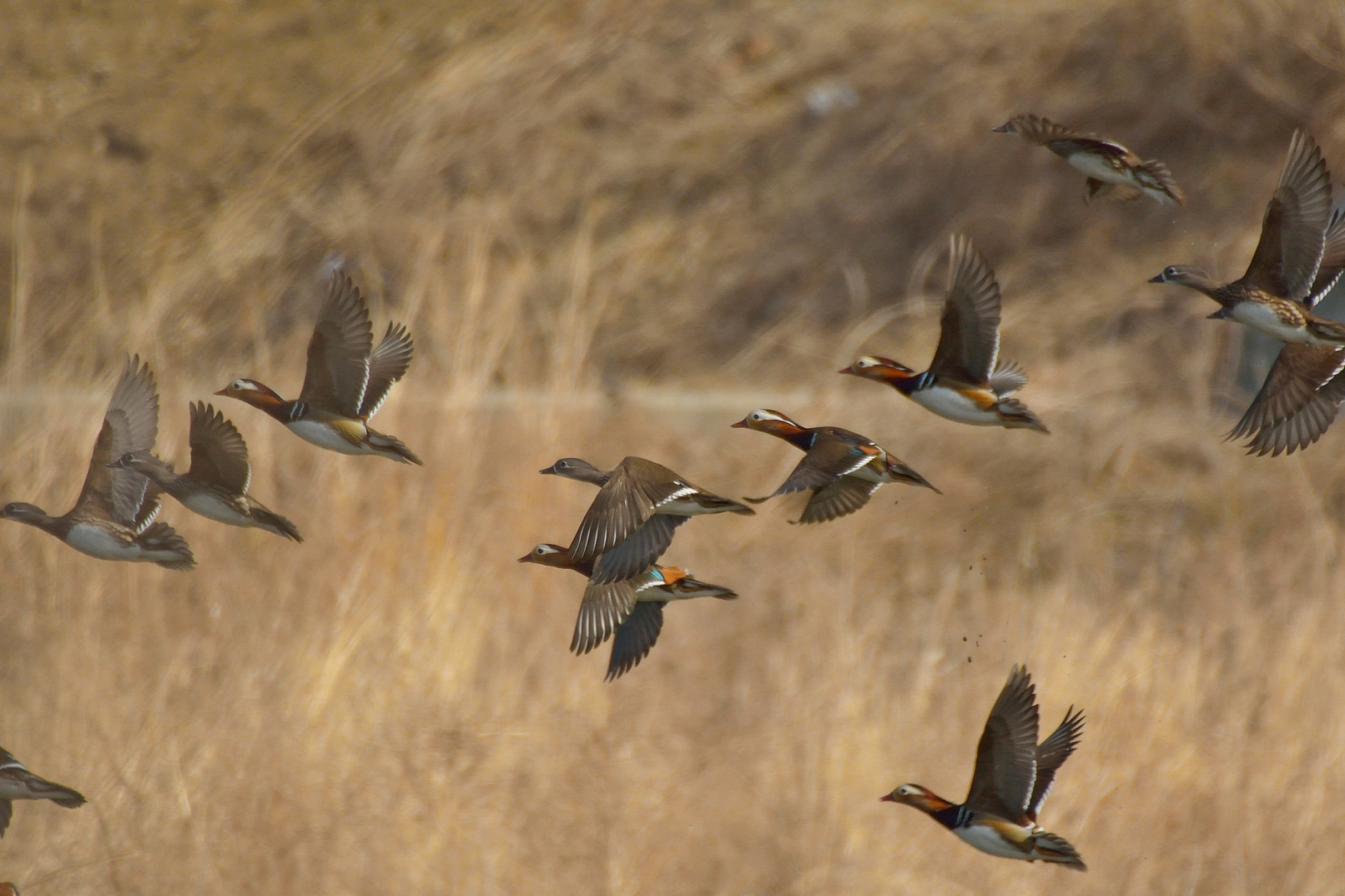 Nikon D7100 + Sigma 50-500mm F4.5-6.3 DG OS HSM sample photo. Mandarin duck photography