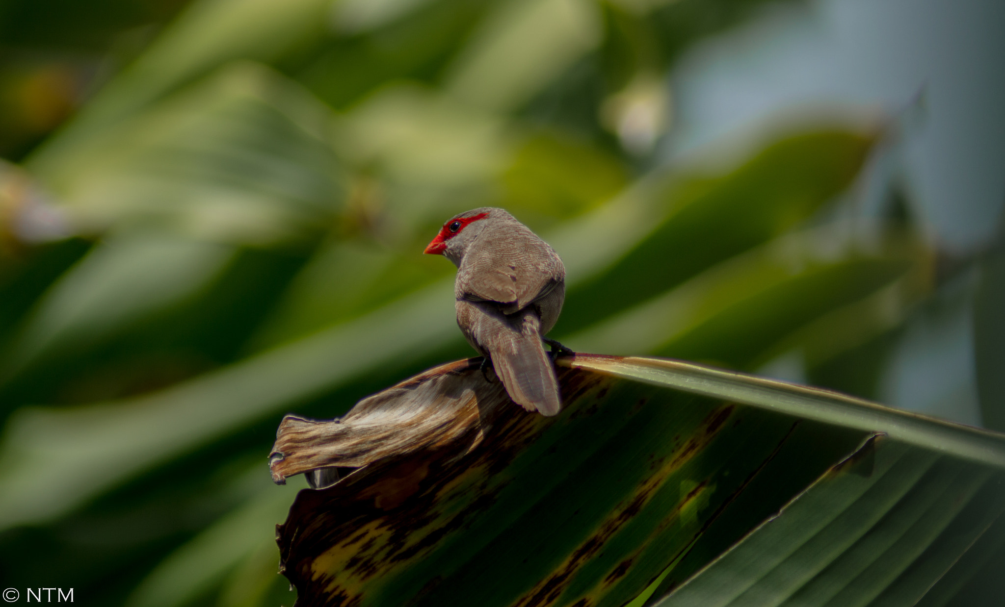 Nikon D3200 sample photo. Lovely sing bird  photography