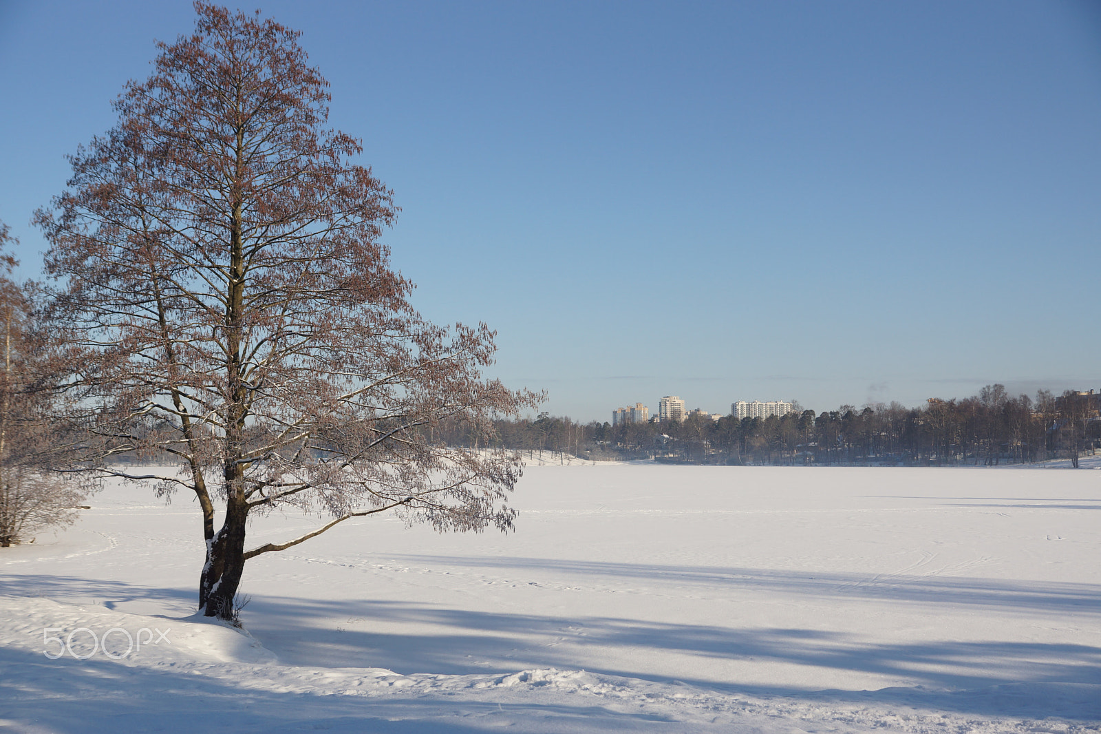 Sony SLT-A65 (SLT-A65V) sample photo. The tree on the shore of the lake covered with snow, winter photography