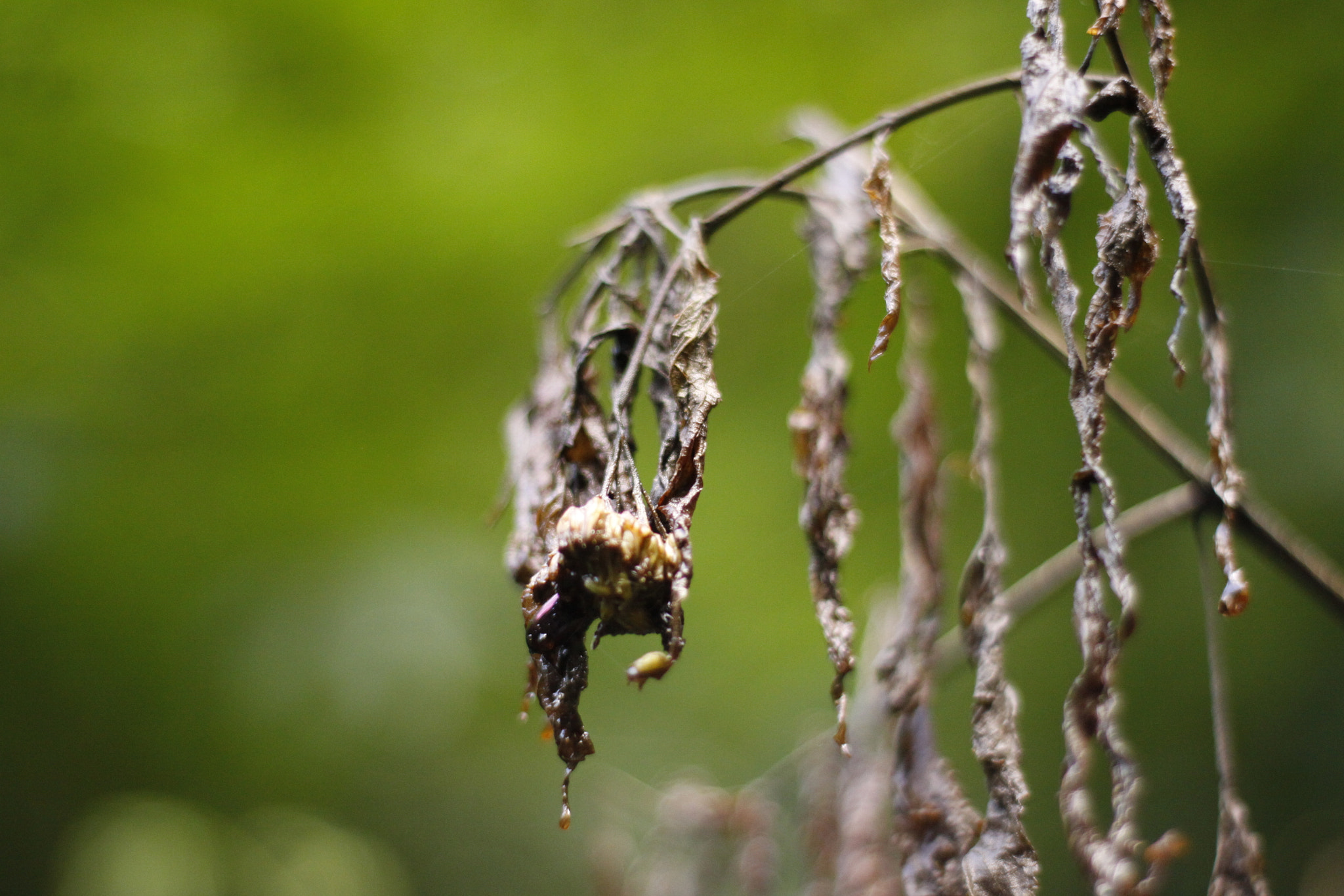 Canon 50mm sample photo
